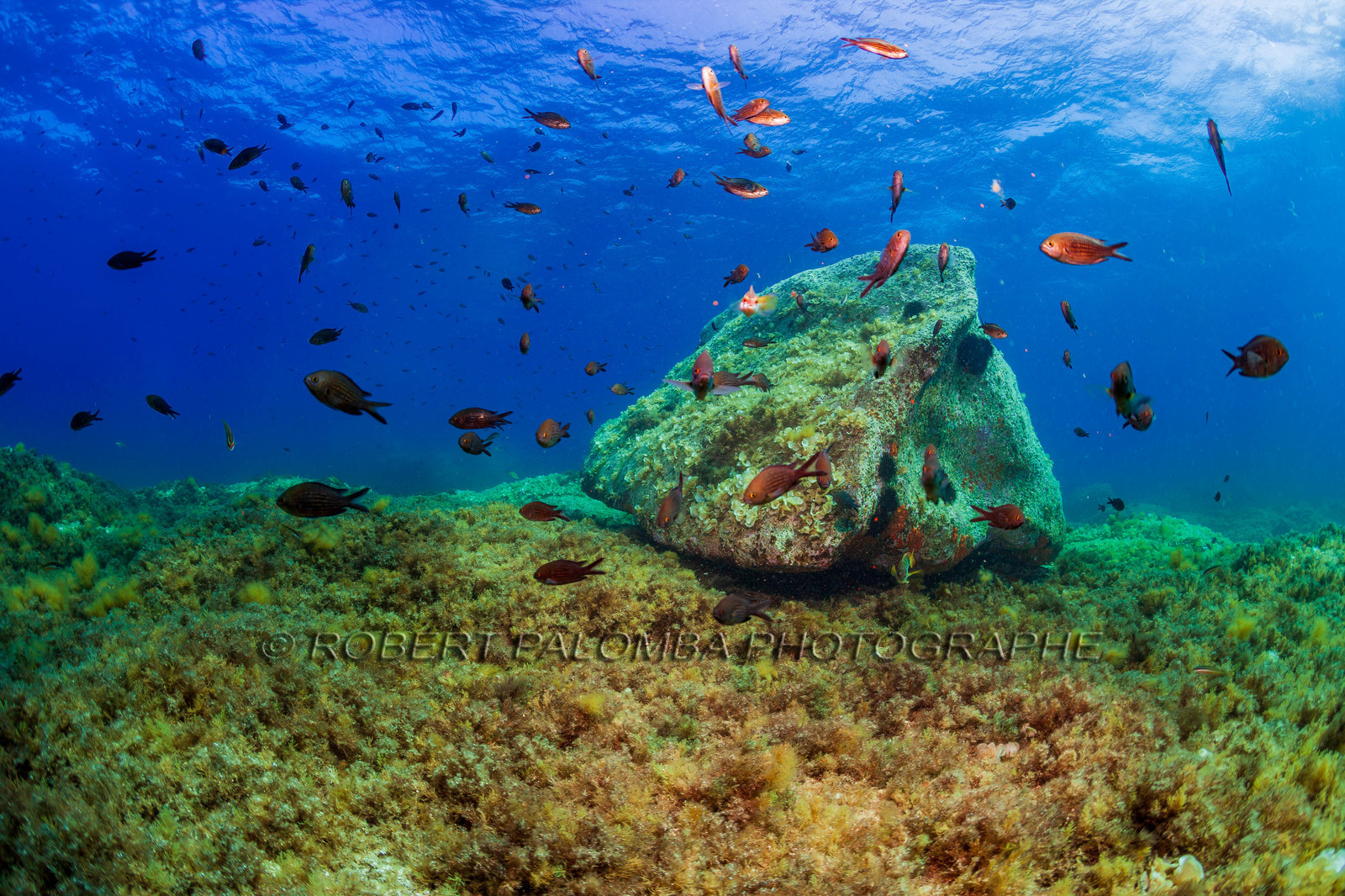 Plongée-sous-marine