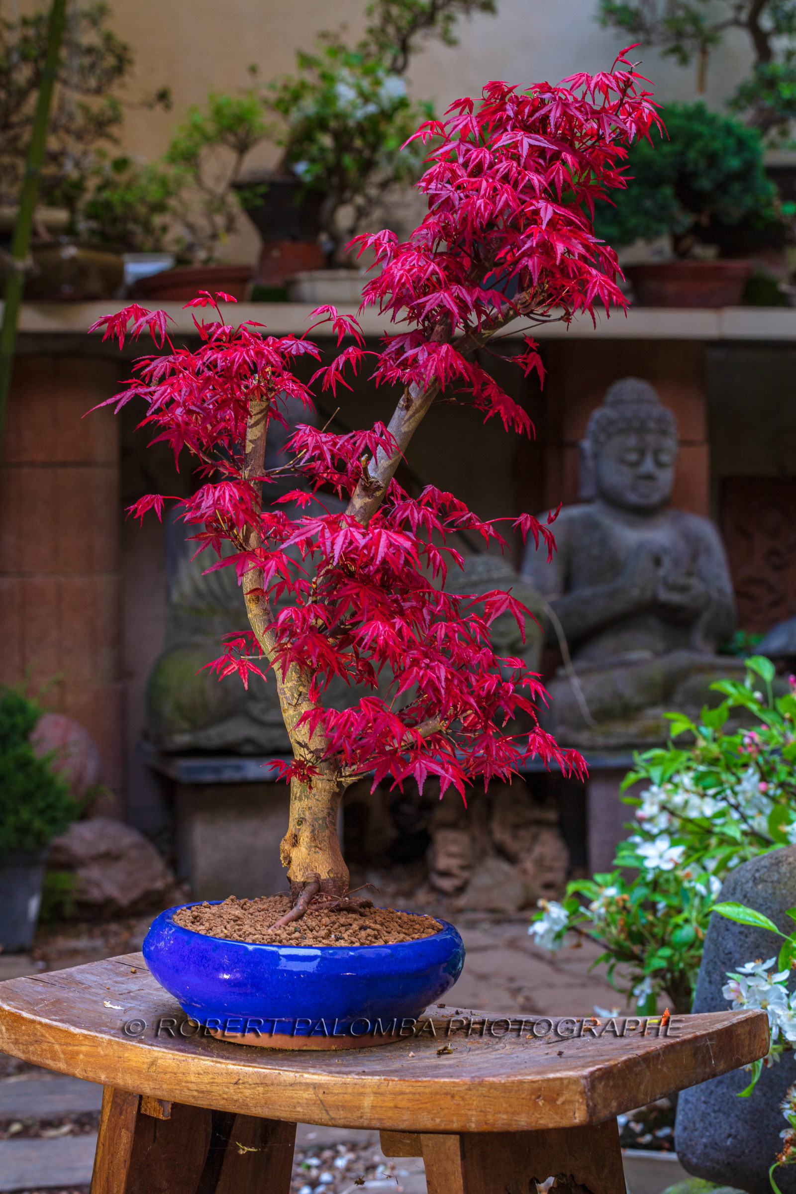 Bonsai