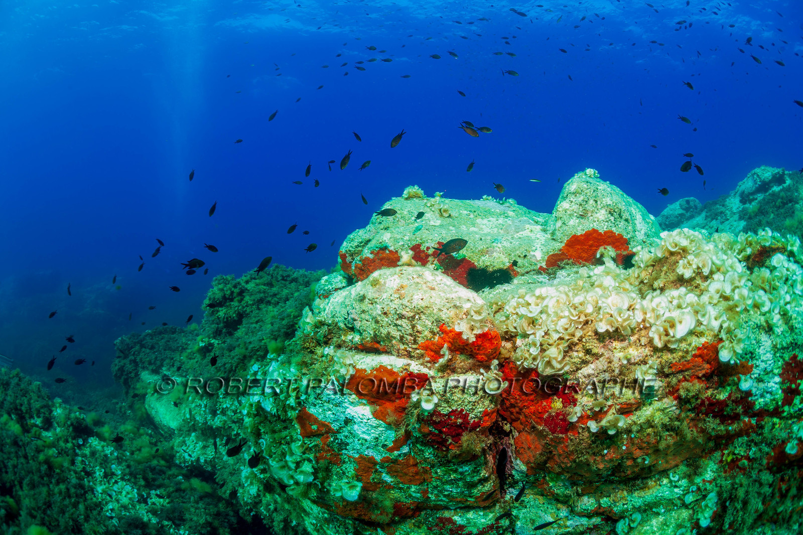 Plongée-sous-marine