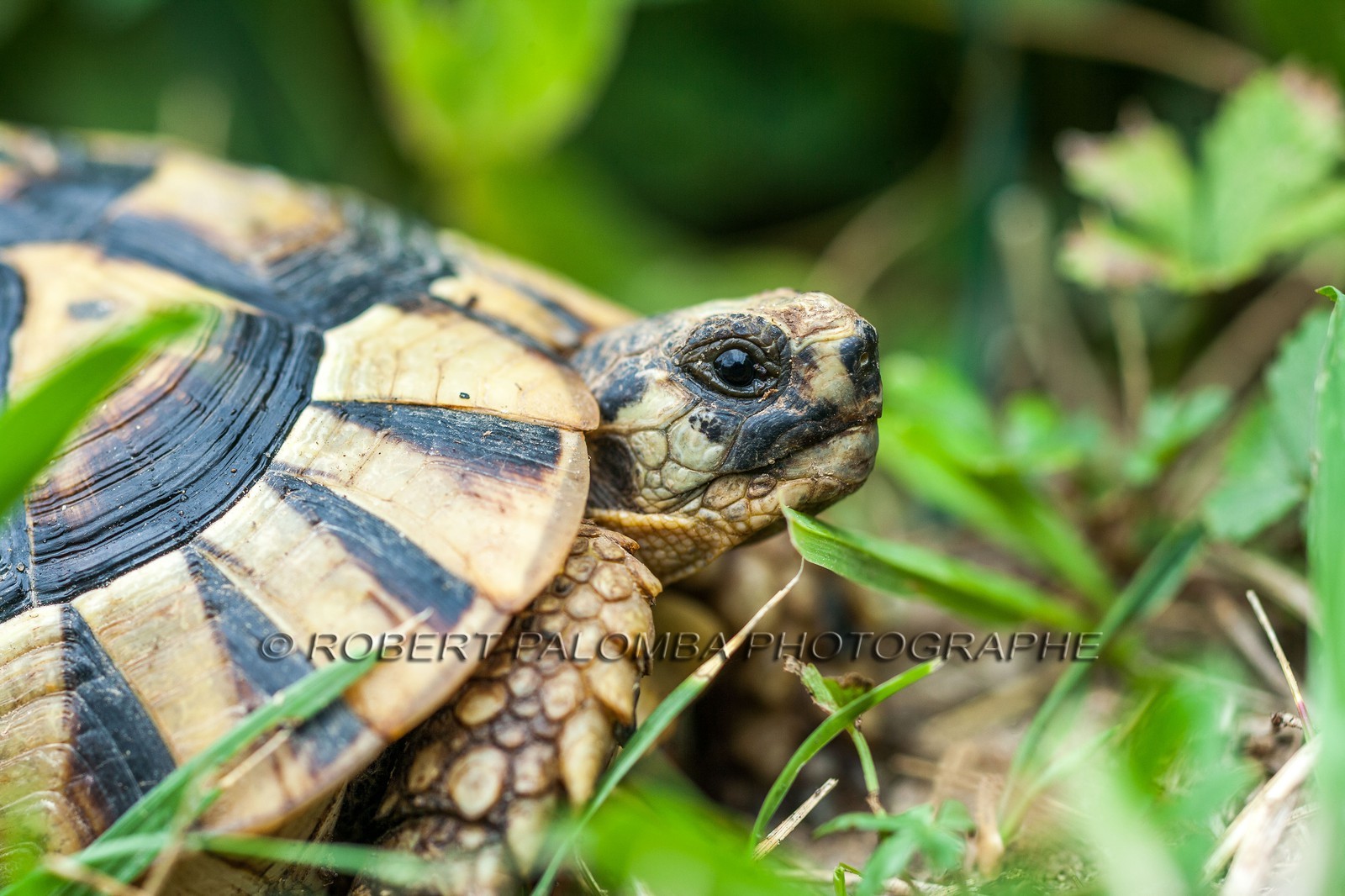Tortue d'Hermann,Testudo hermanni