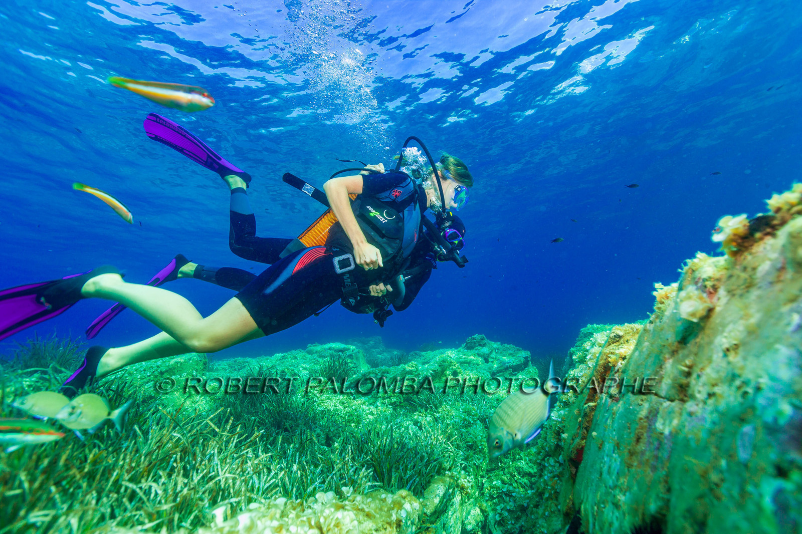 Plongée-sous-marine