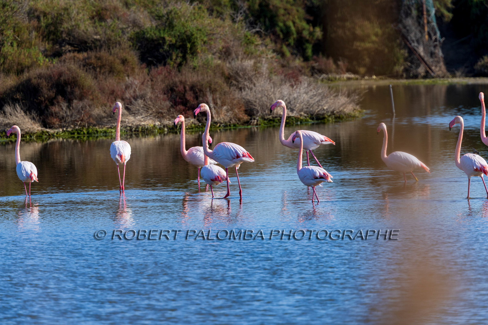 Flamant rose