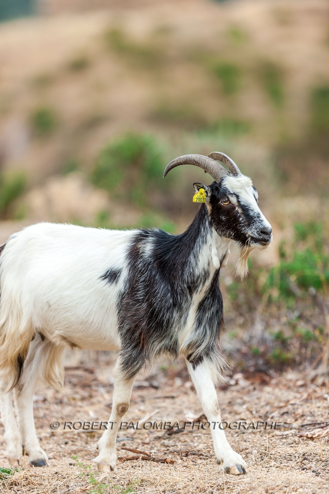 Chèvre corse