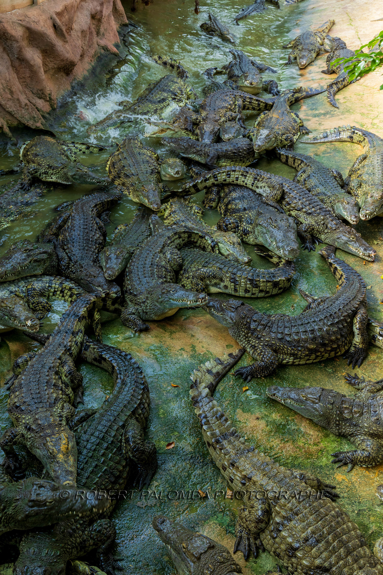 La Ferme aux crocodiles