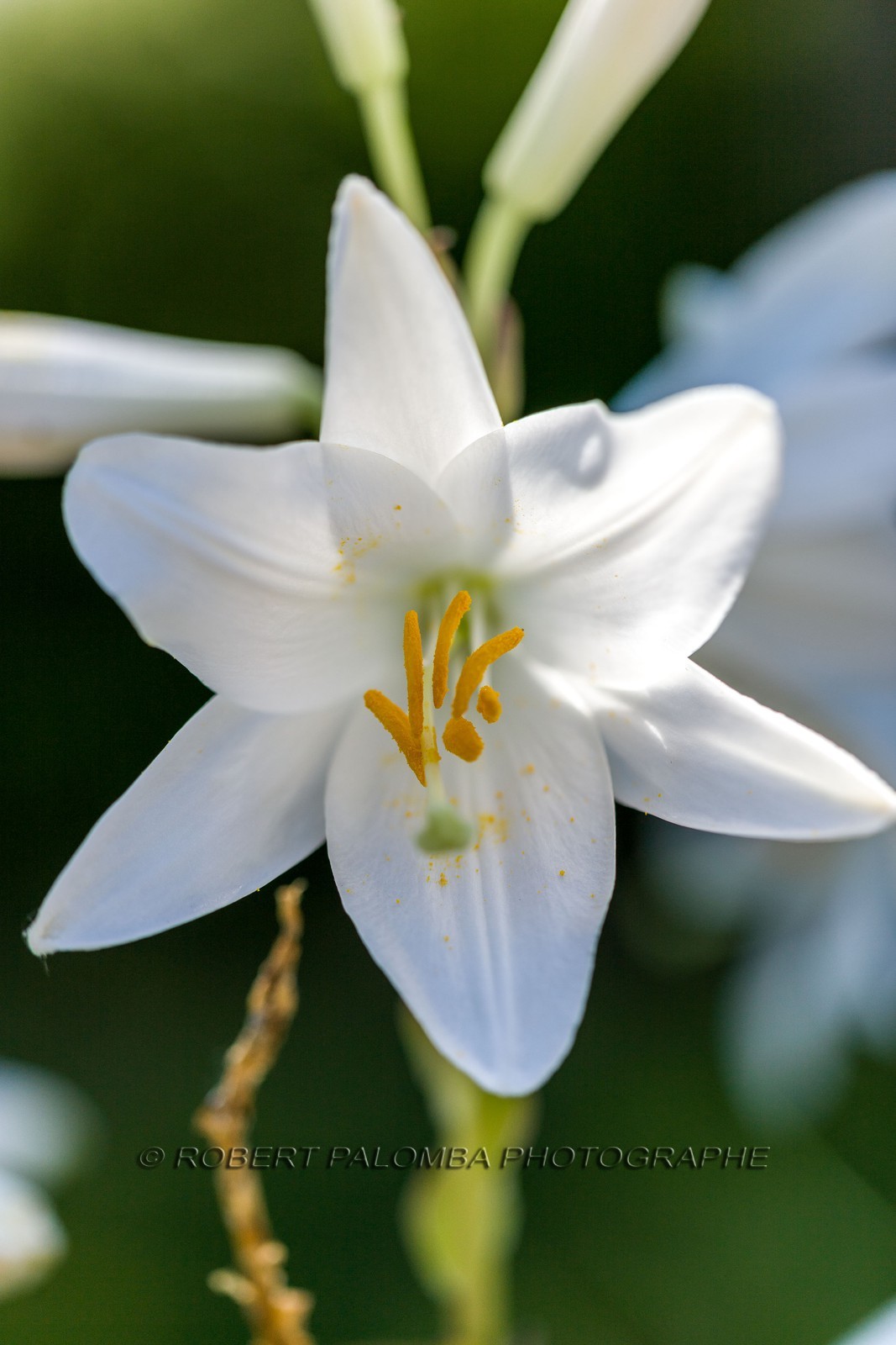 Flore Méditerranéenne