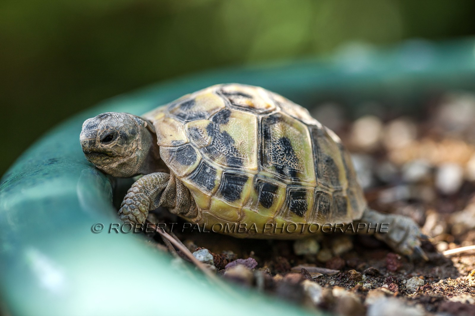 Tortue d'Hermann,Testudo hermanni
