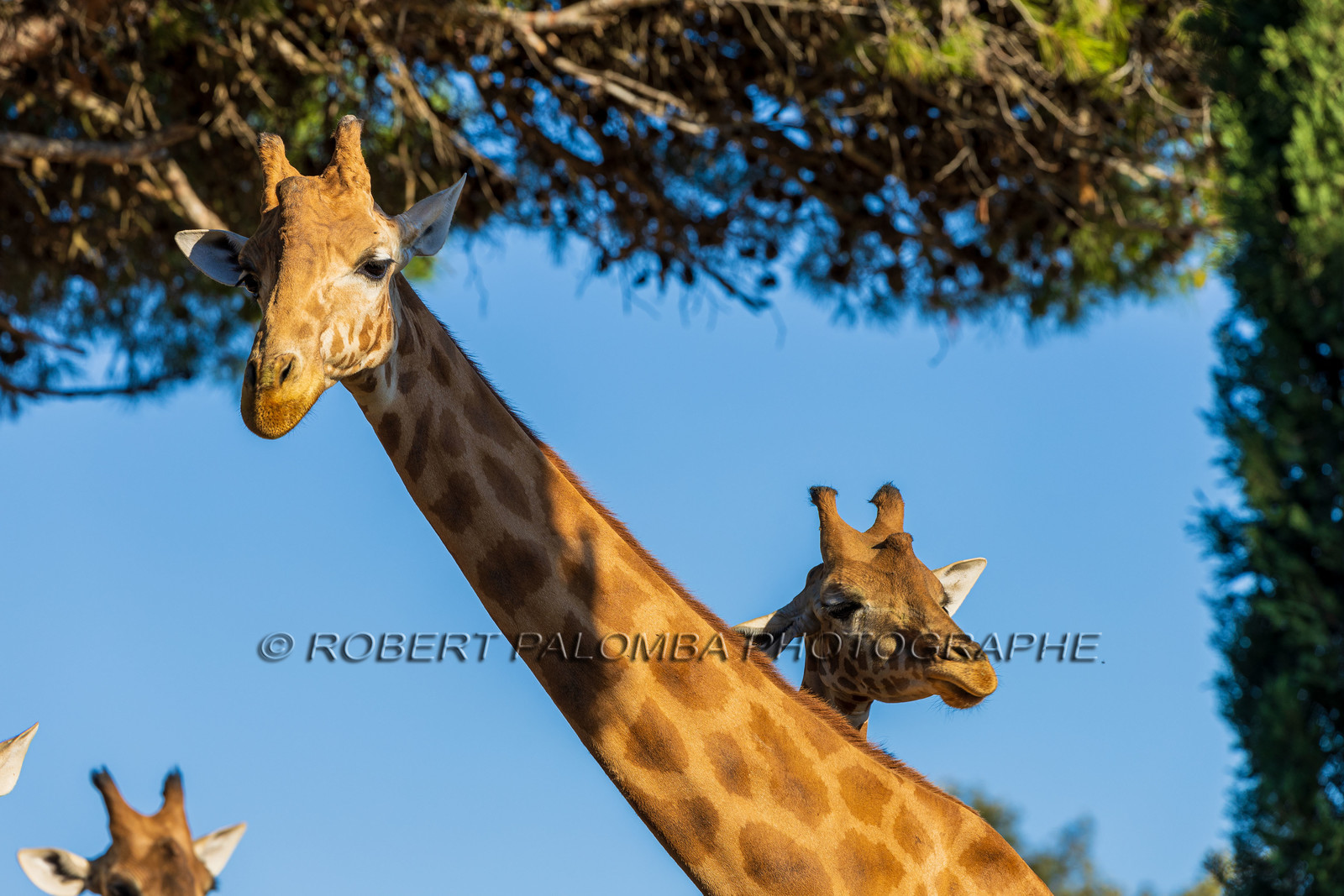 Parc animalier de la Barben