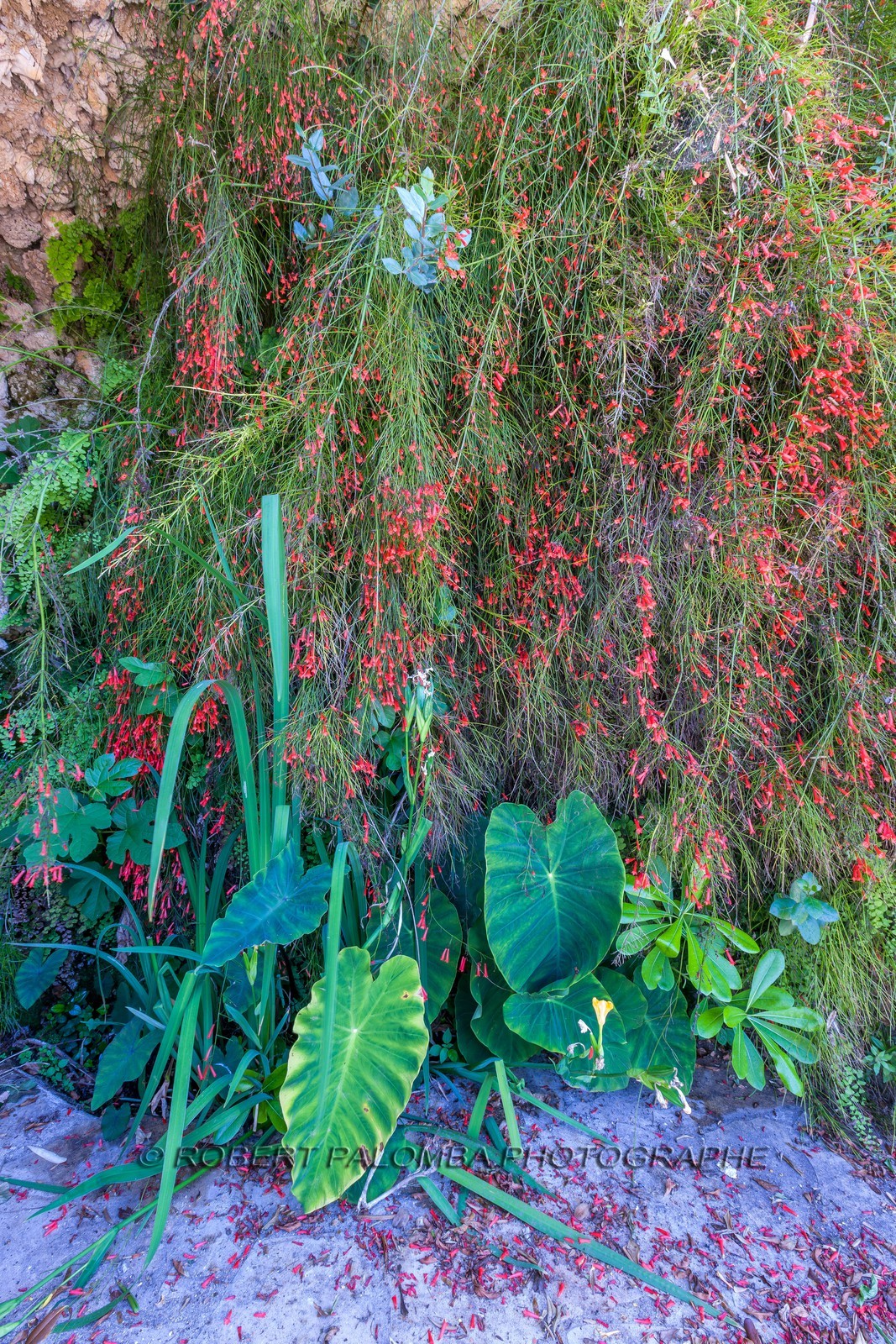 Russelia, Russelia equisetifarmis