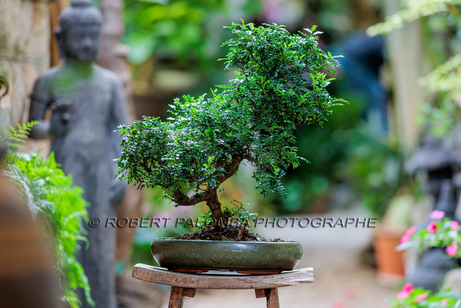 Bonsai