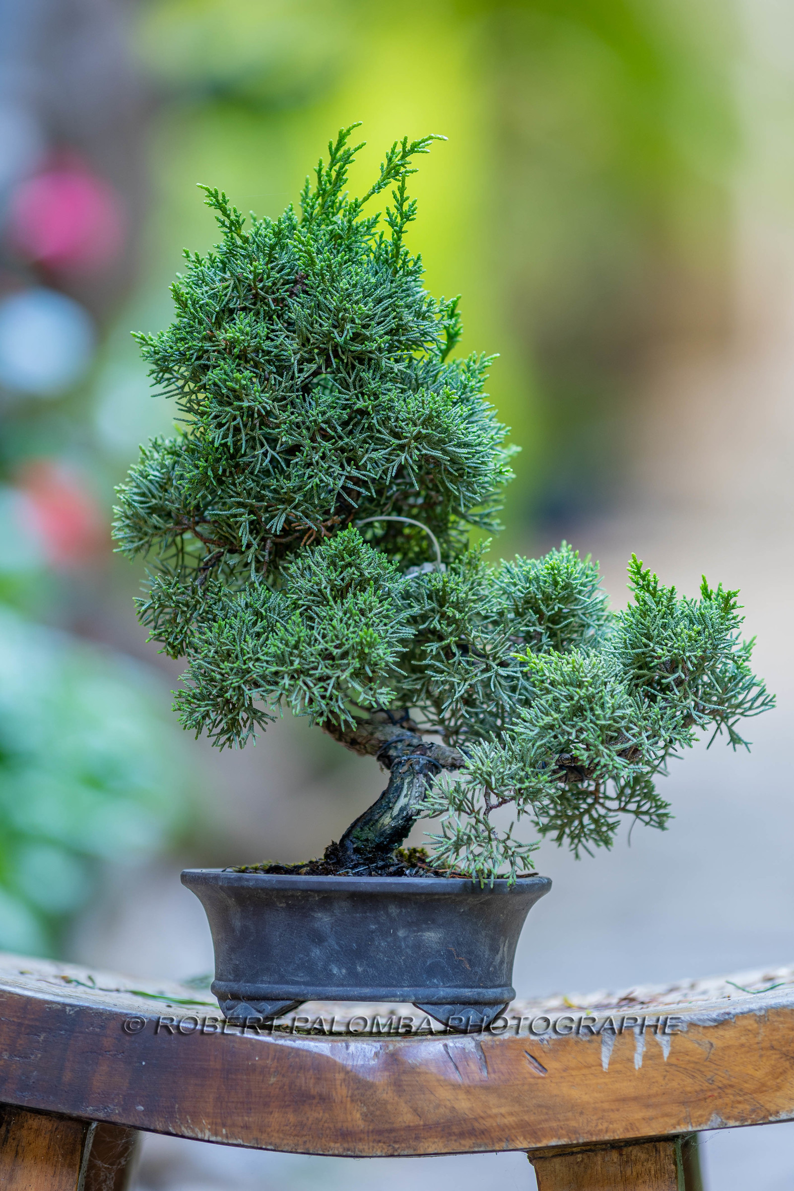 Bonsai