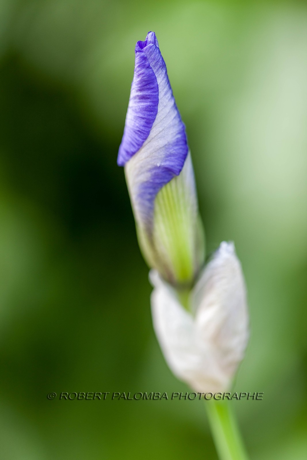 Iris, Iris haynei