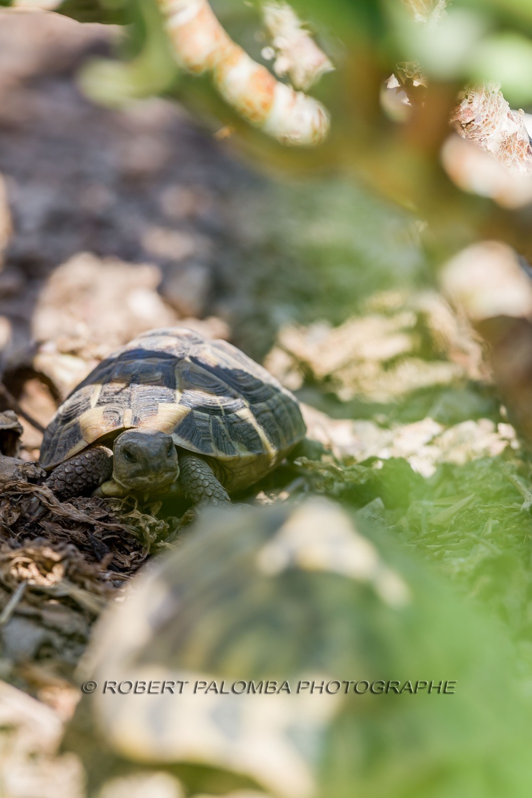 Tortue d'Hermann, Testudo hermanni