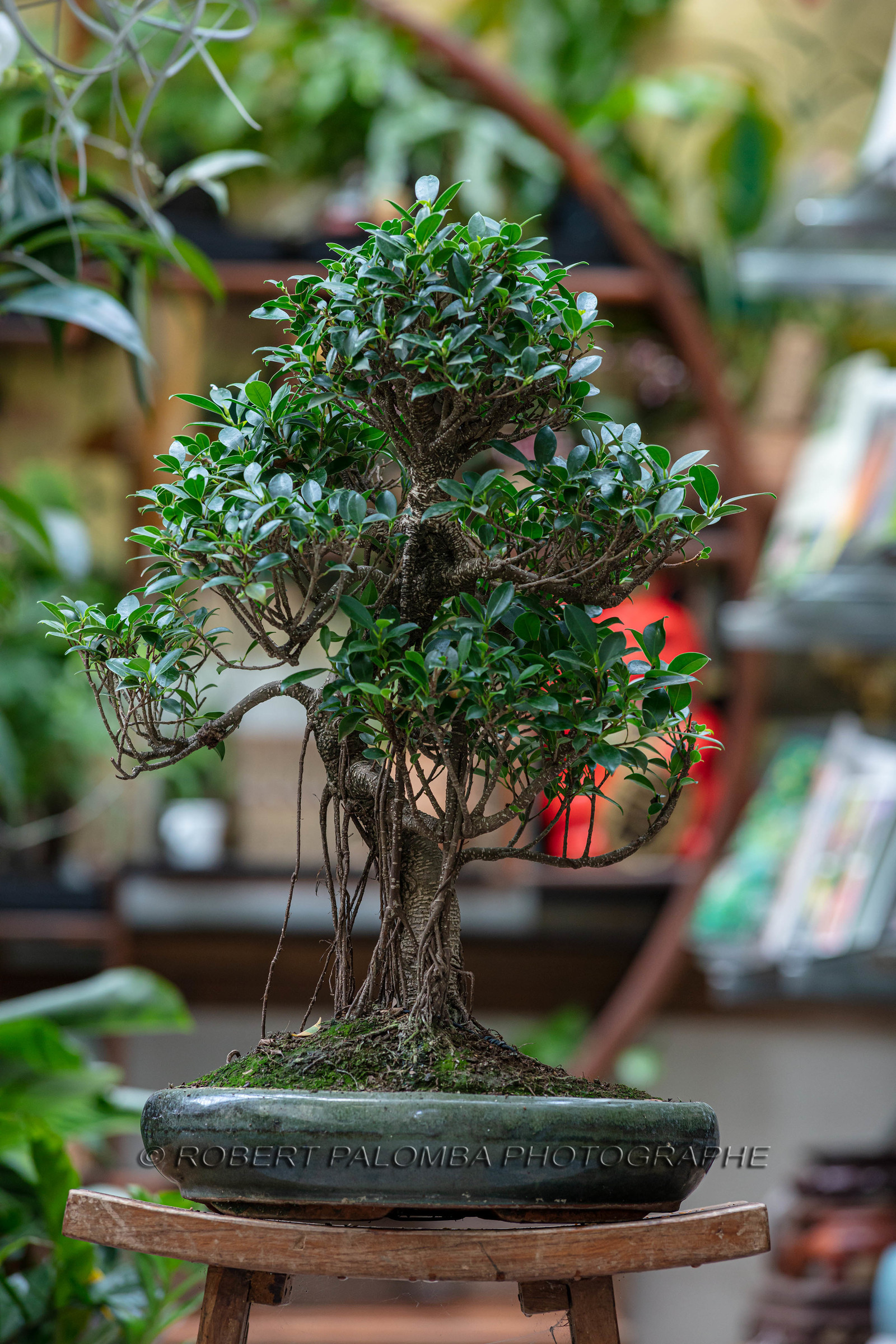 Bonsai