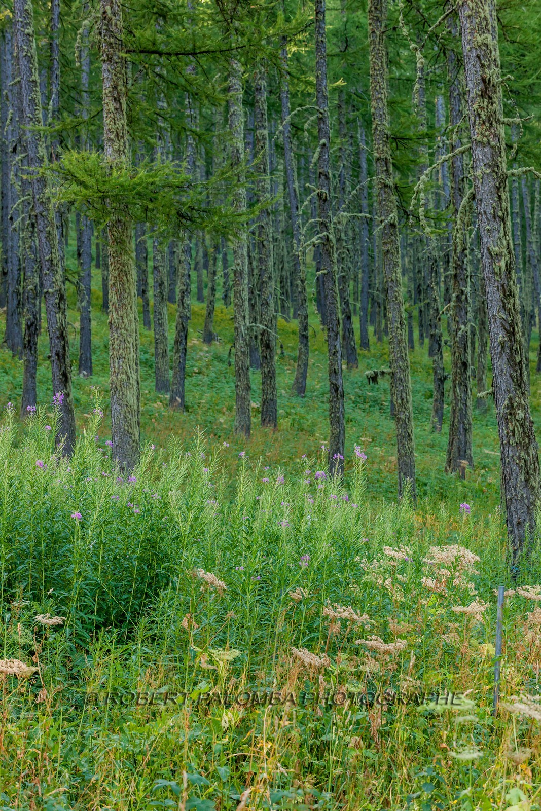 Rando Vtt Lacs de Lignin