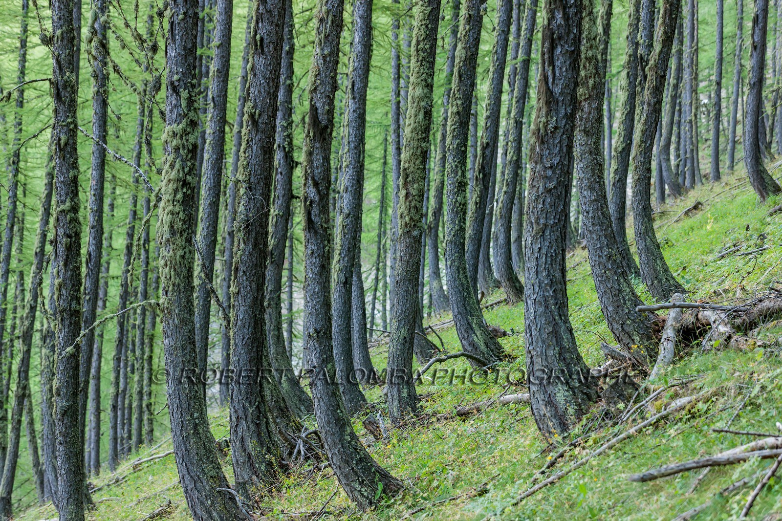 Rando Vtt Lacs de Lignin