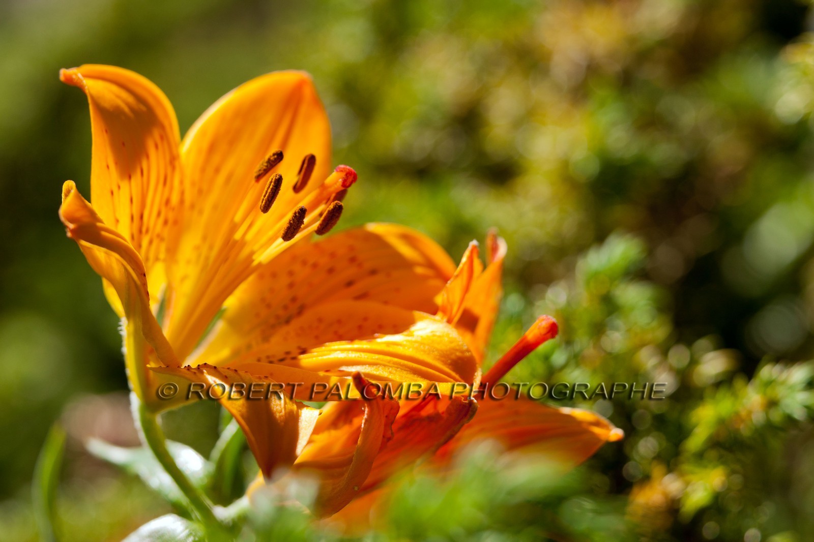 Lis Martagon,Lilium Martagon