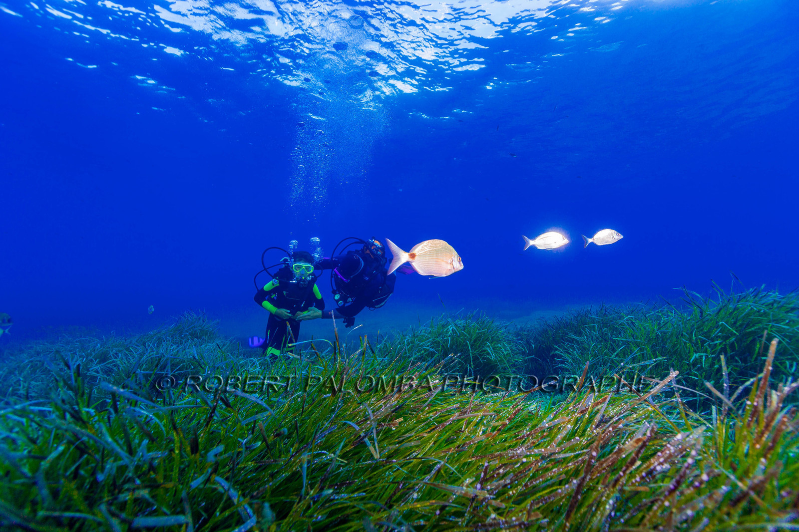 Plongée-sous-marine