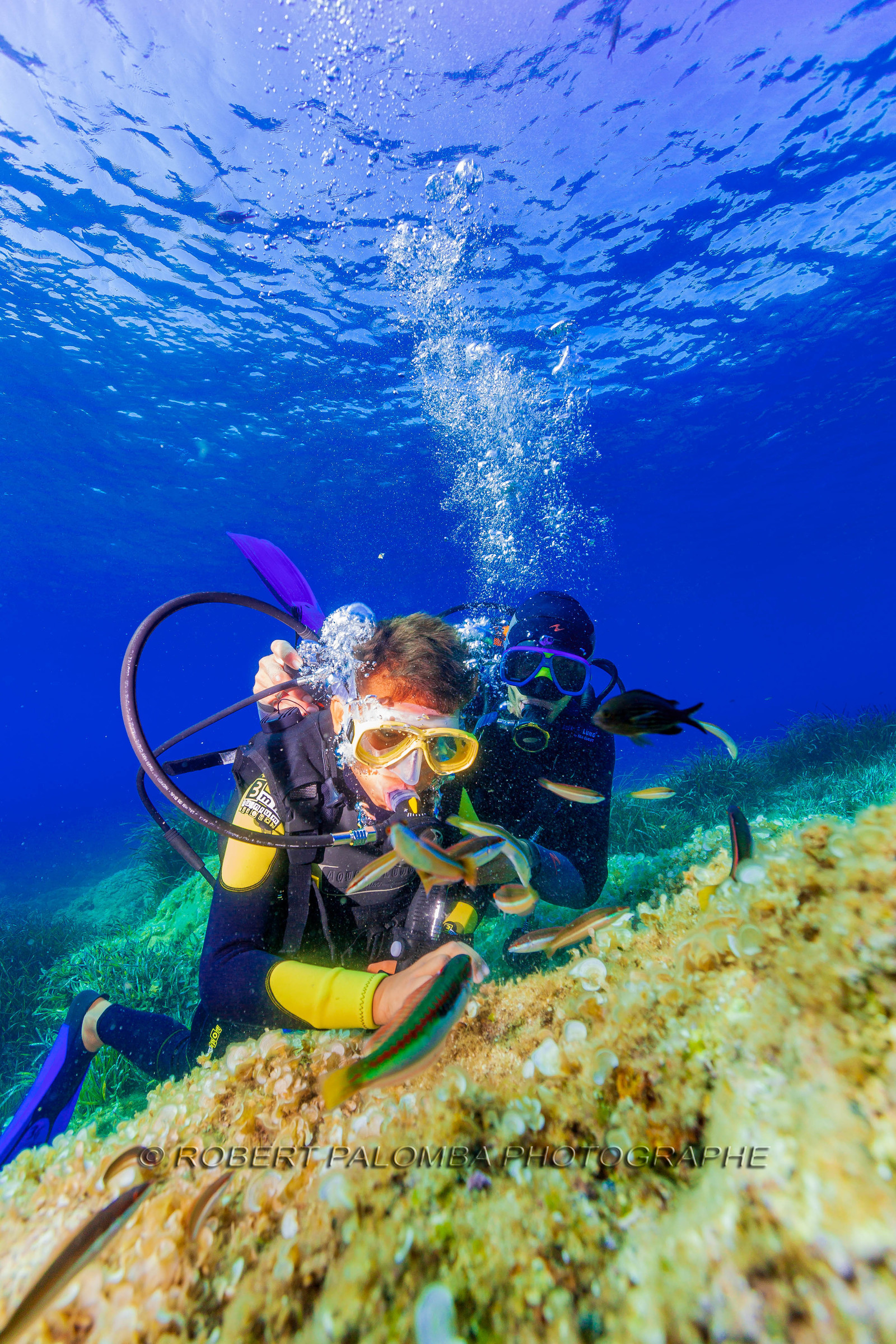 Plongée-sous-marine