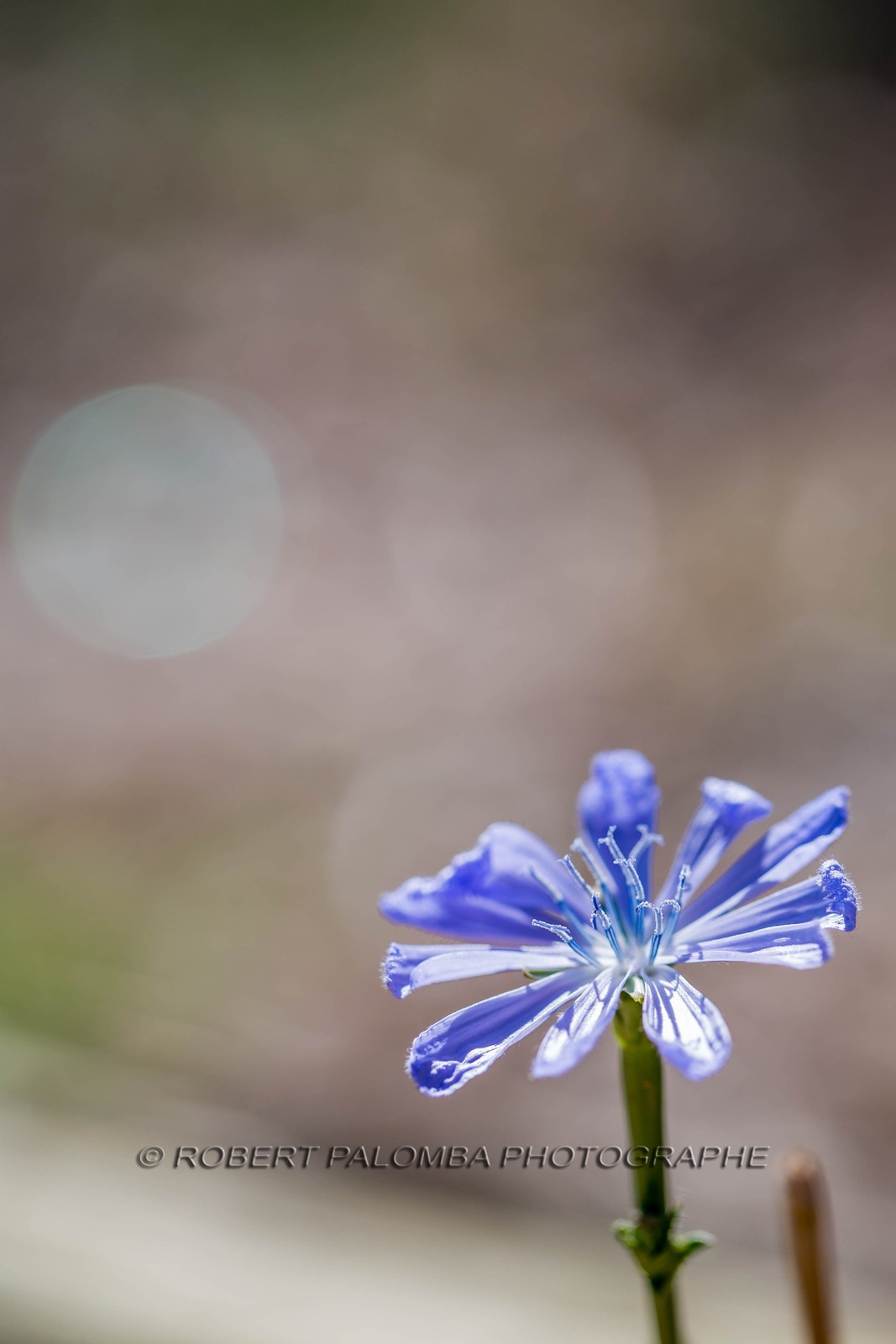 Flore méditerranéenne