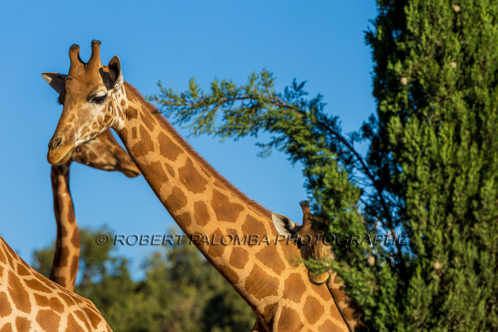 Parc animalier de la Barben