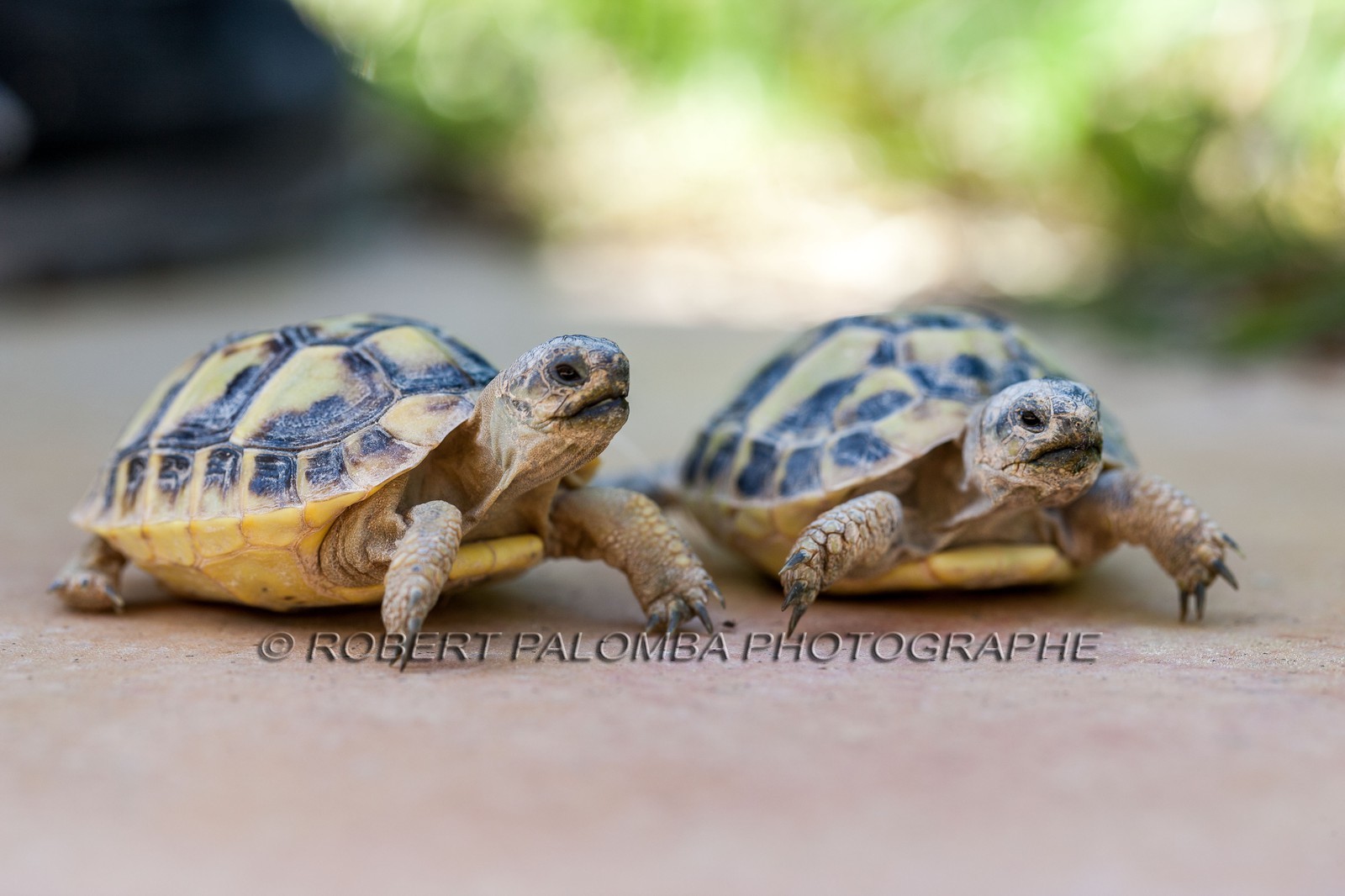 Tortue d'Hermann,Testudo hermanni