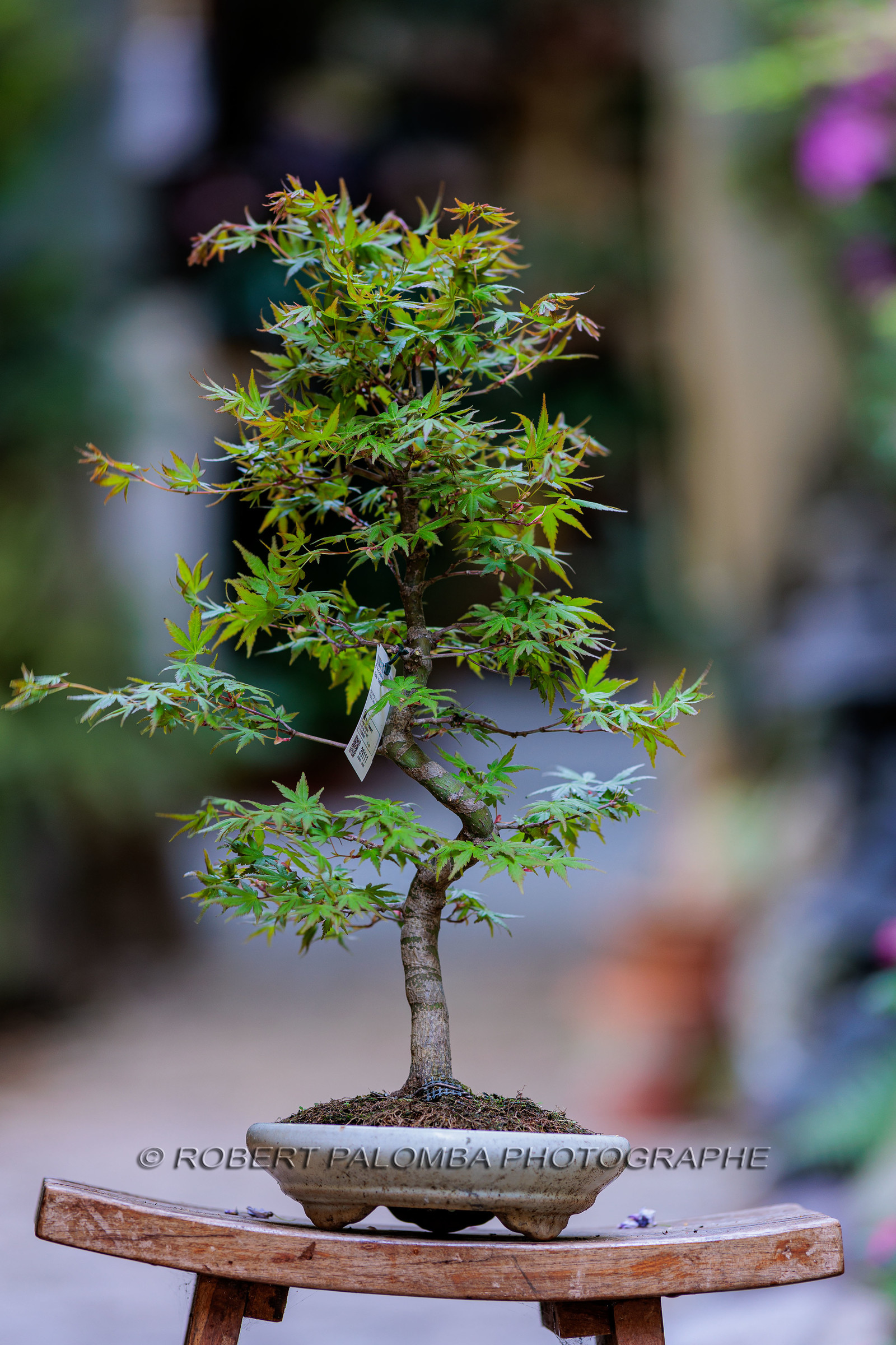 Bonsai