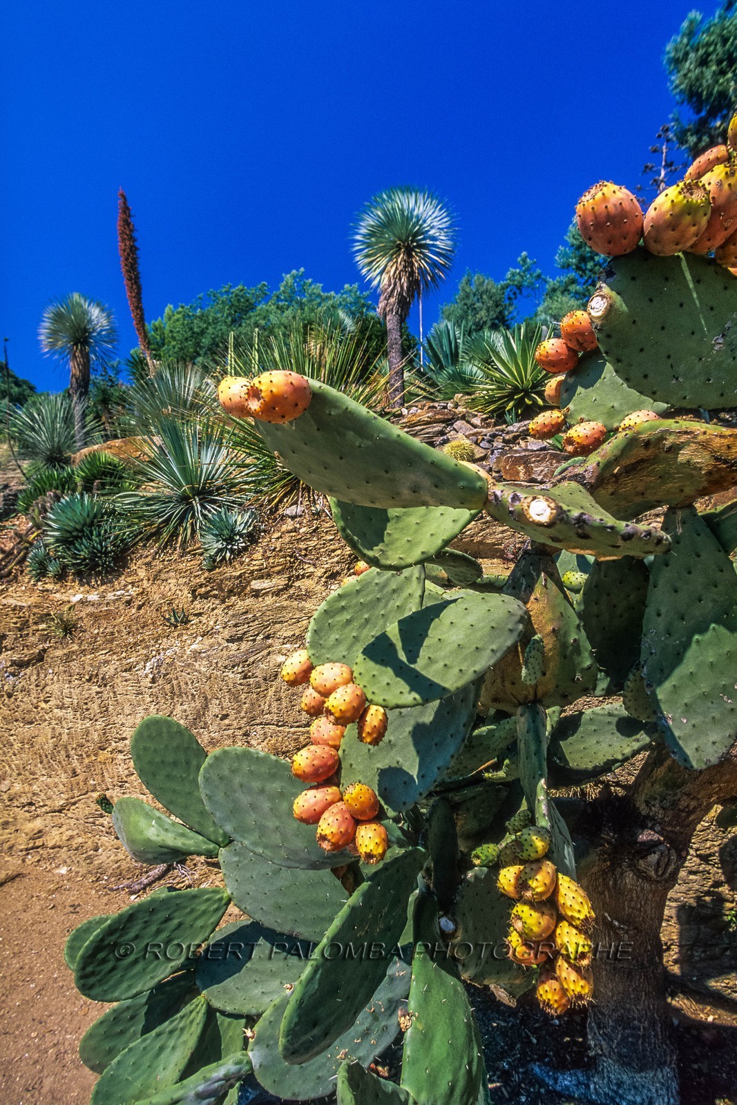 .Rayol-Canadel-sur-Mer