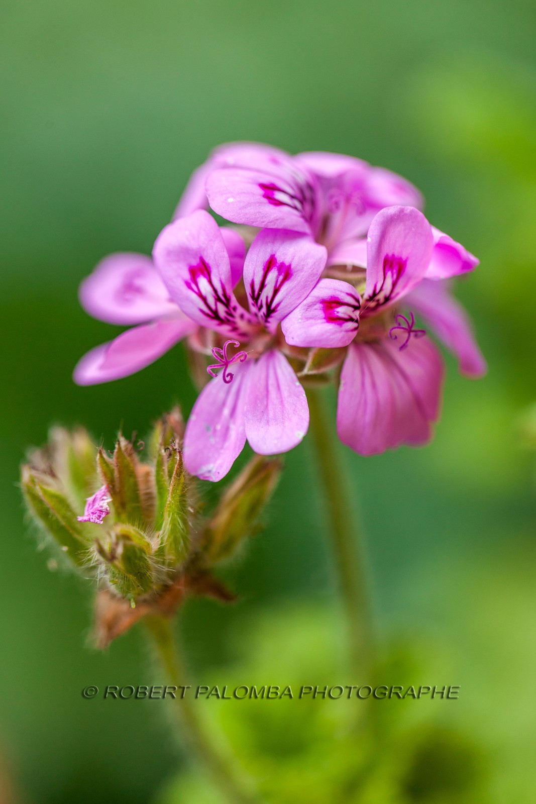 Flore Méditerranéenne