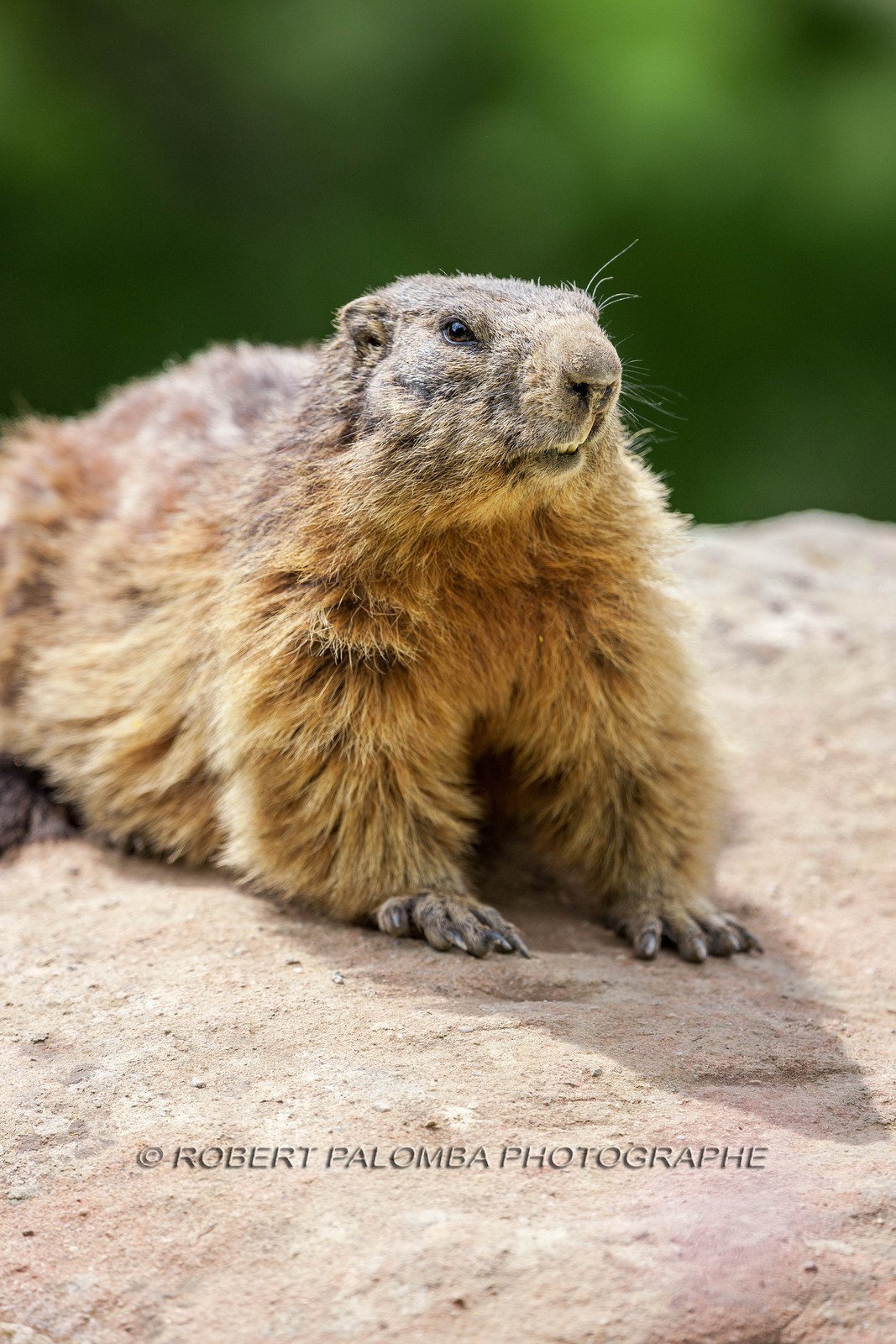 Marmotte, Marmota