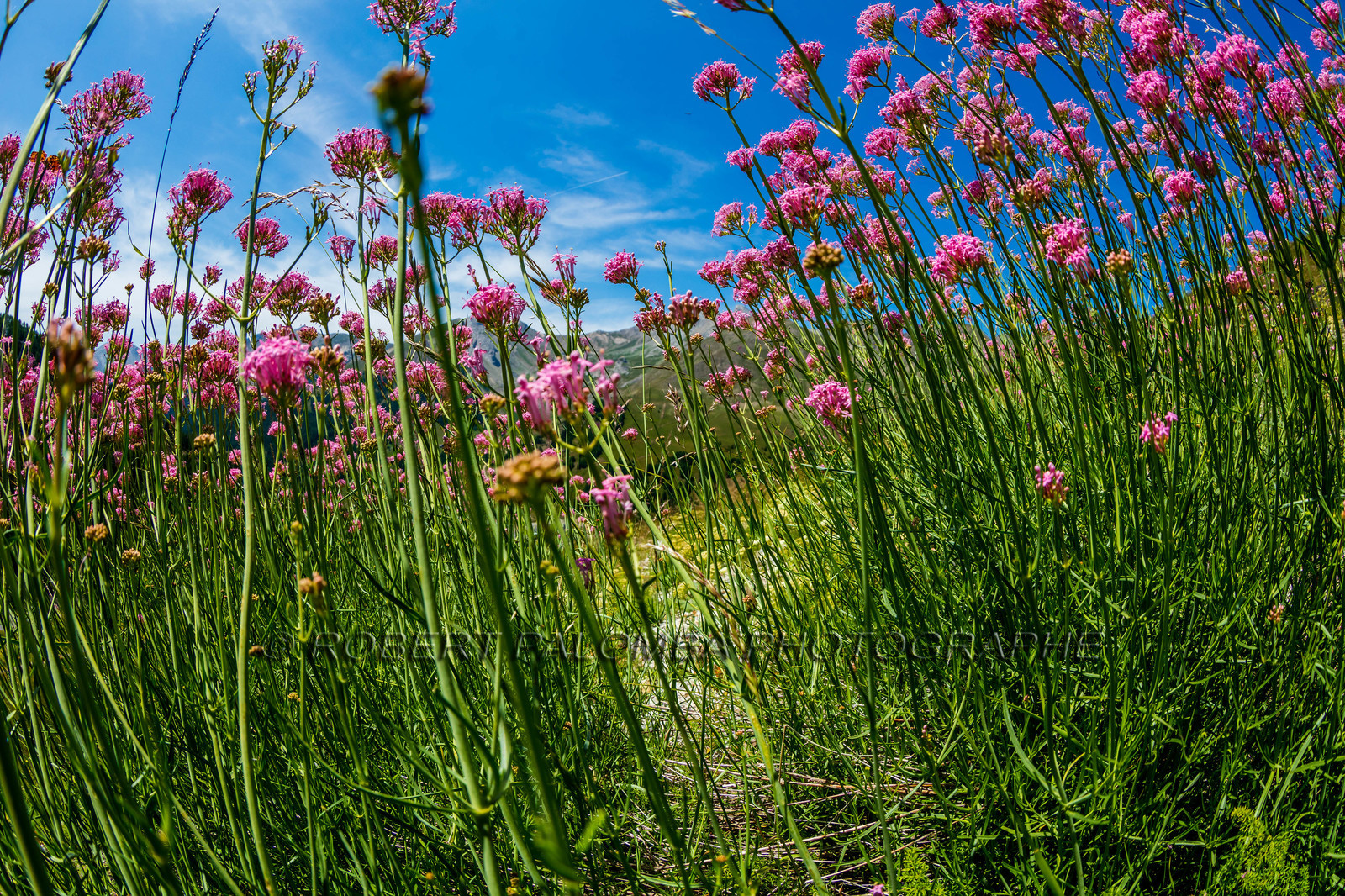 Alpes-de-Haute-Provence (04) Val d'Allos