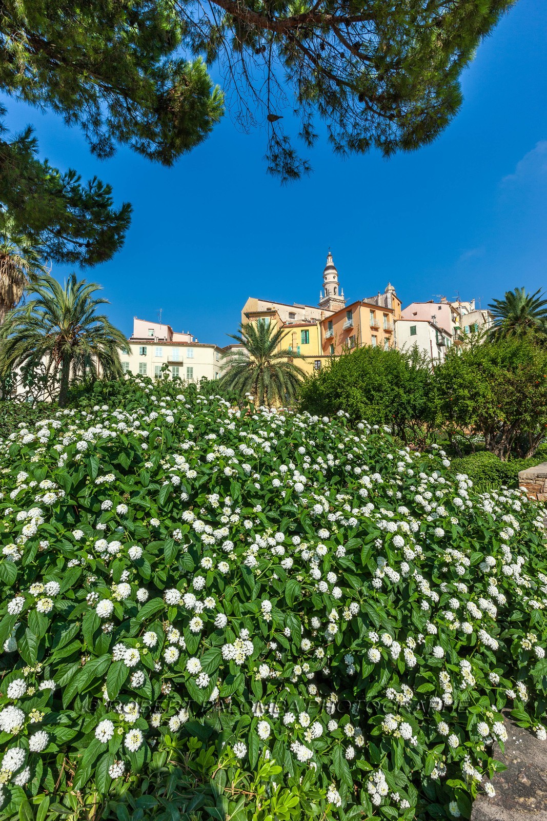 Menton