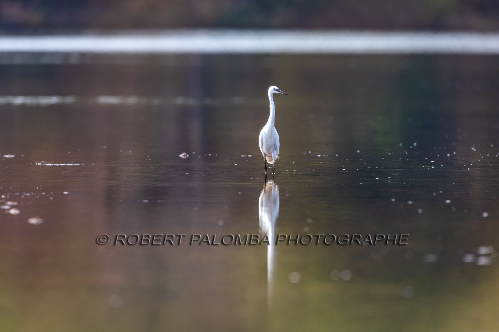 Grande Aigrette