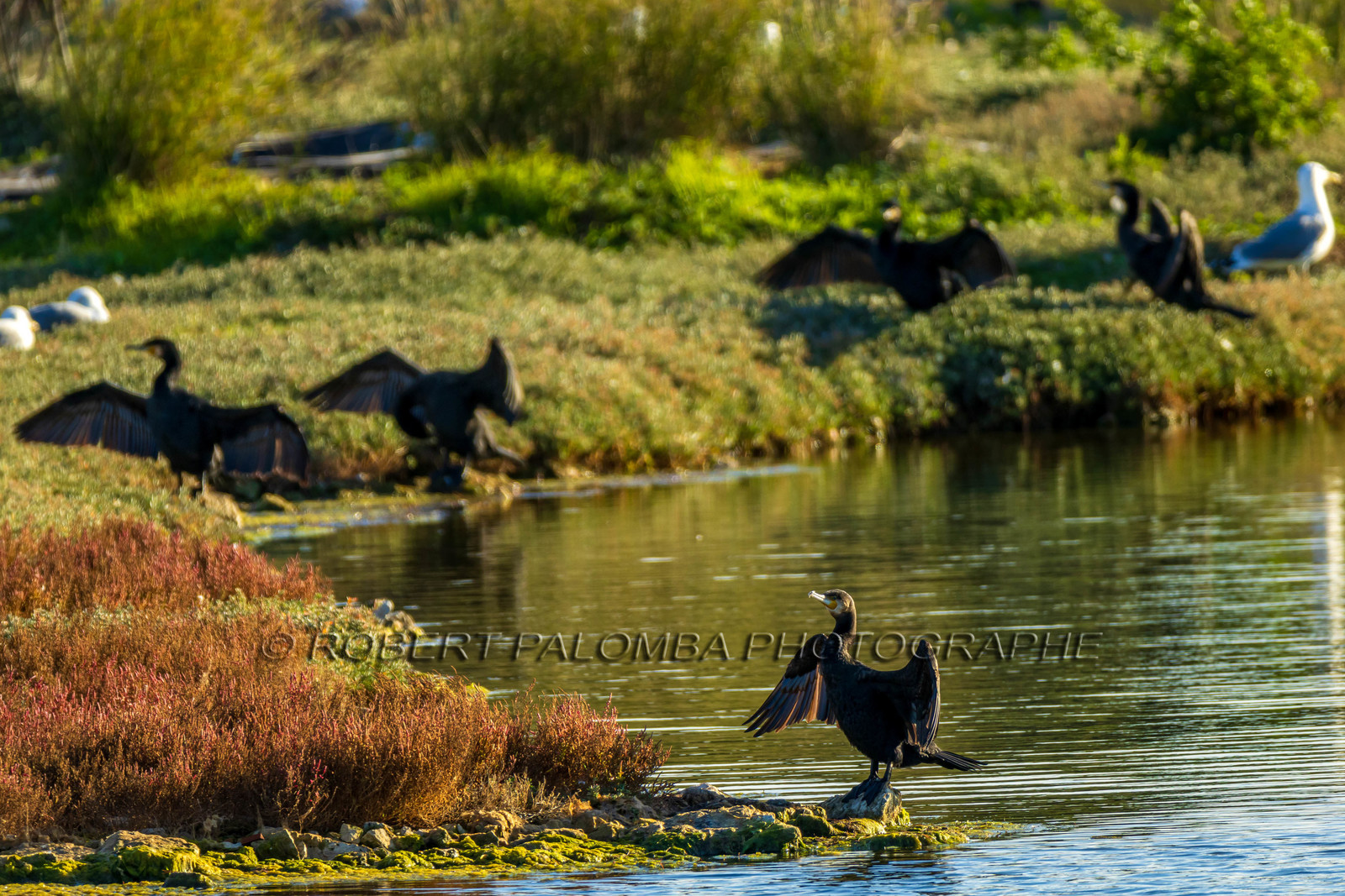 Lérins Sainte-Marguerite 2024