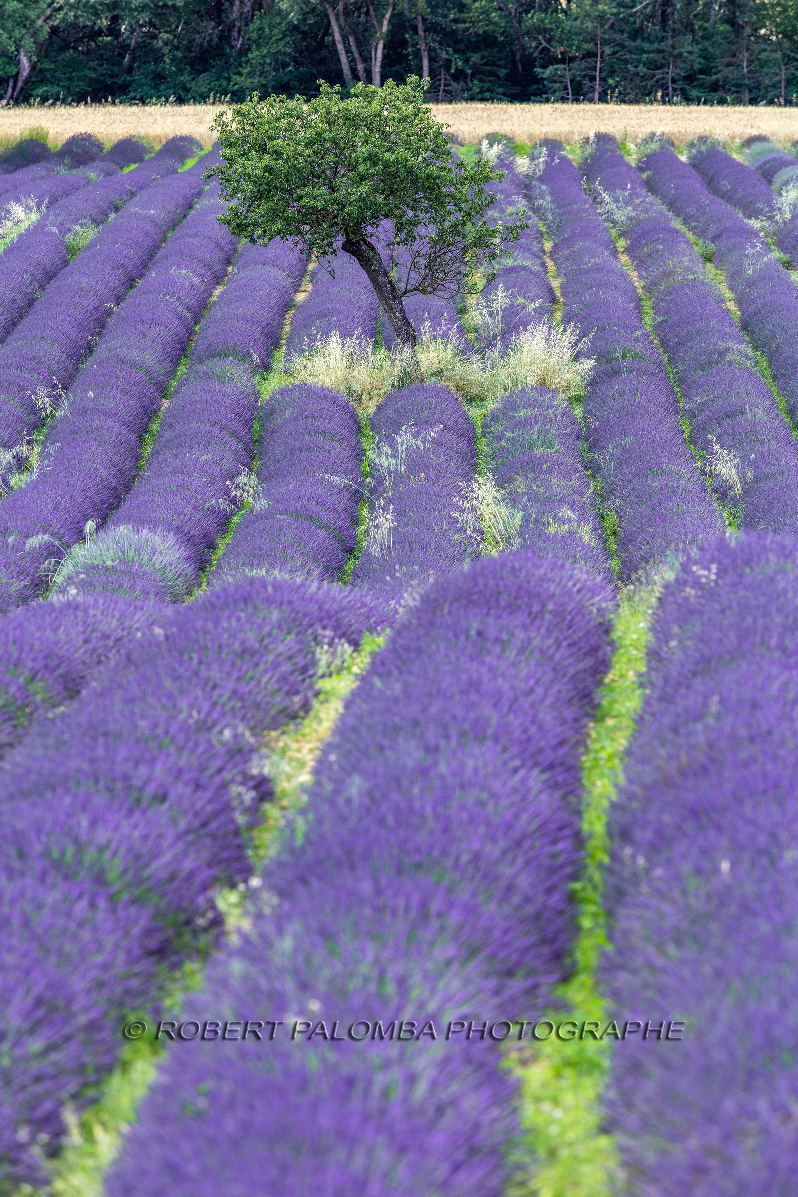 Lavande, Lavandula
