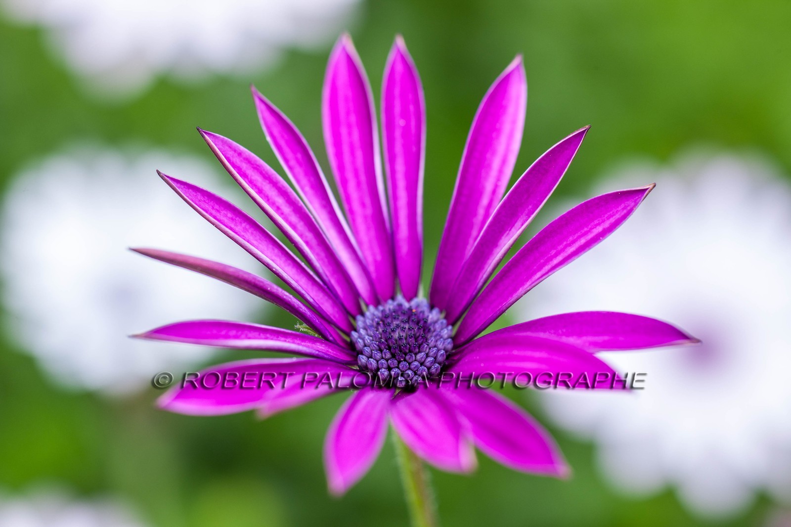 Flore méditerranéenne