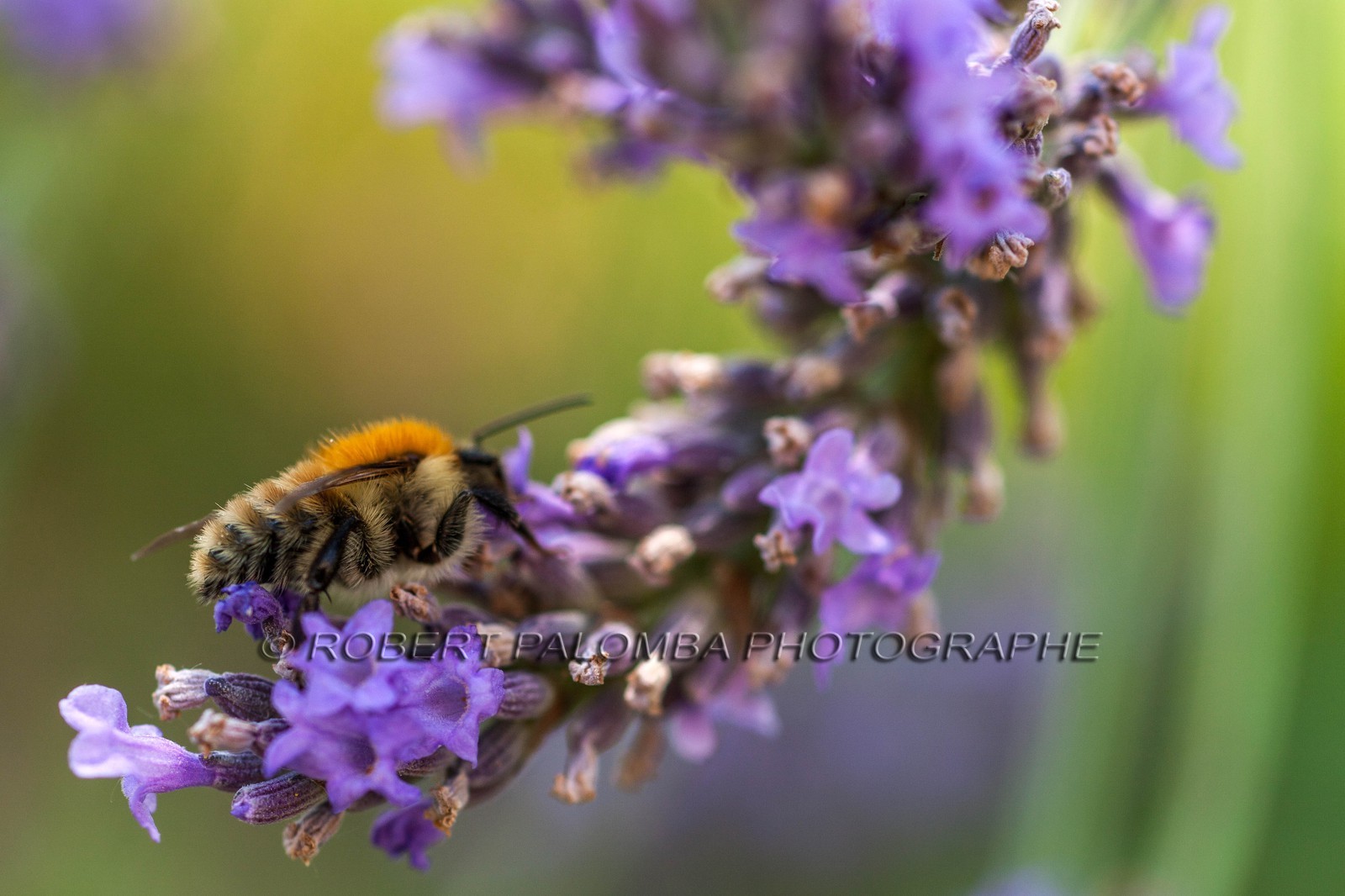 Flore Méditerranéenne