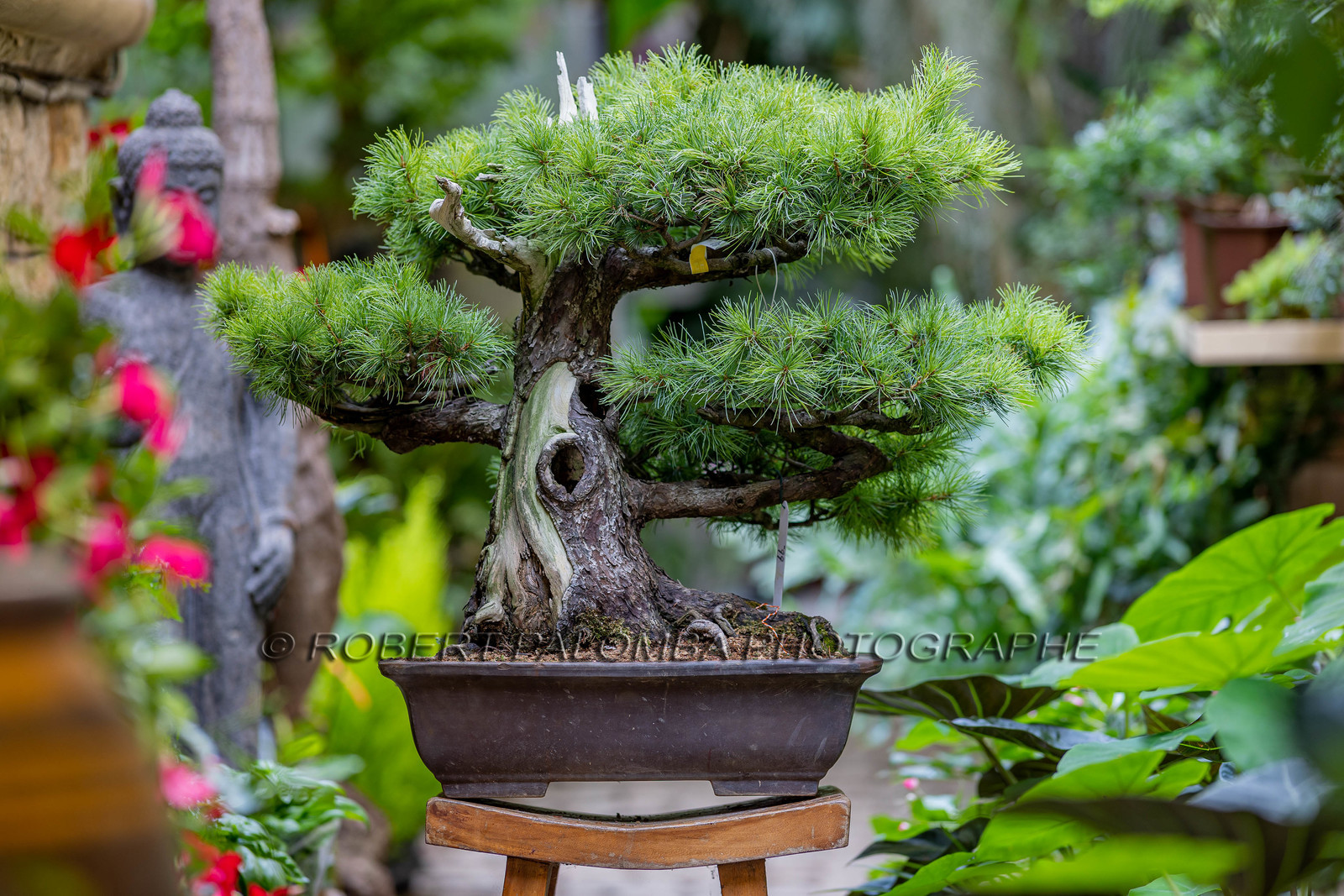 Bonsai