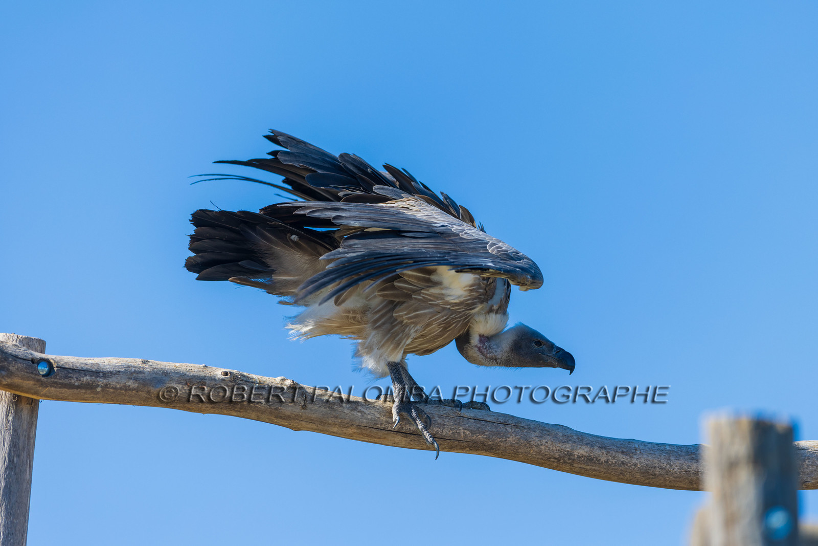 Parc animalier de la Barben