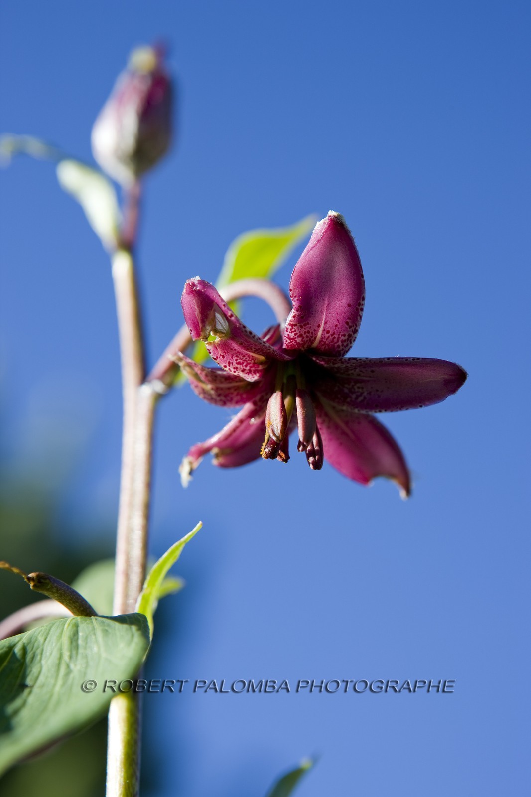 Lis martagon, Lilium martagon