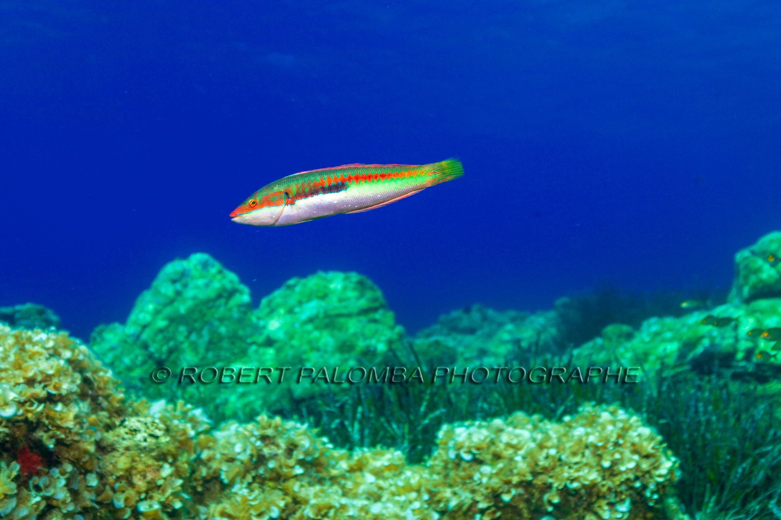 Plongée-sous-marine