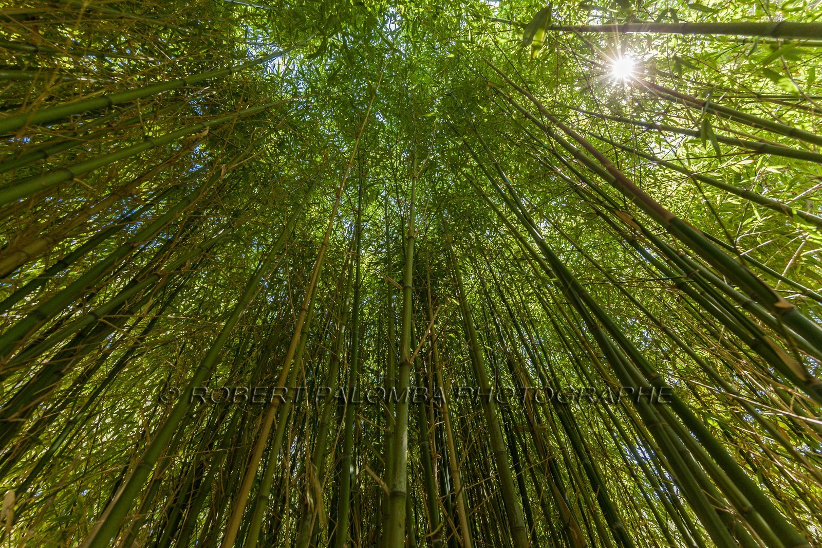 Flore Méditerranéenne