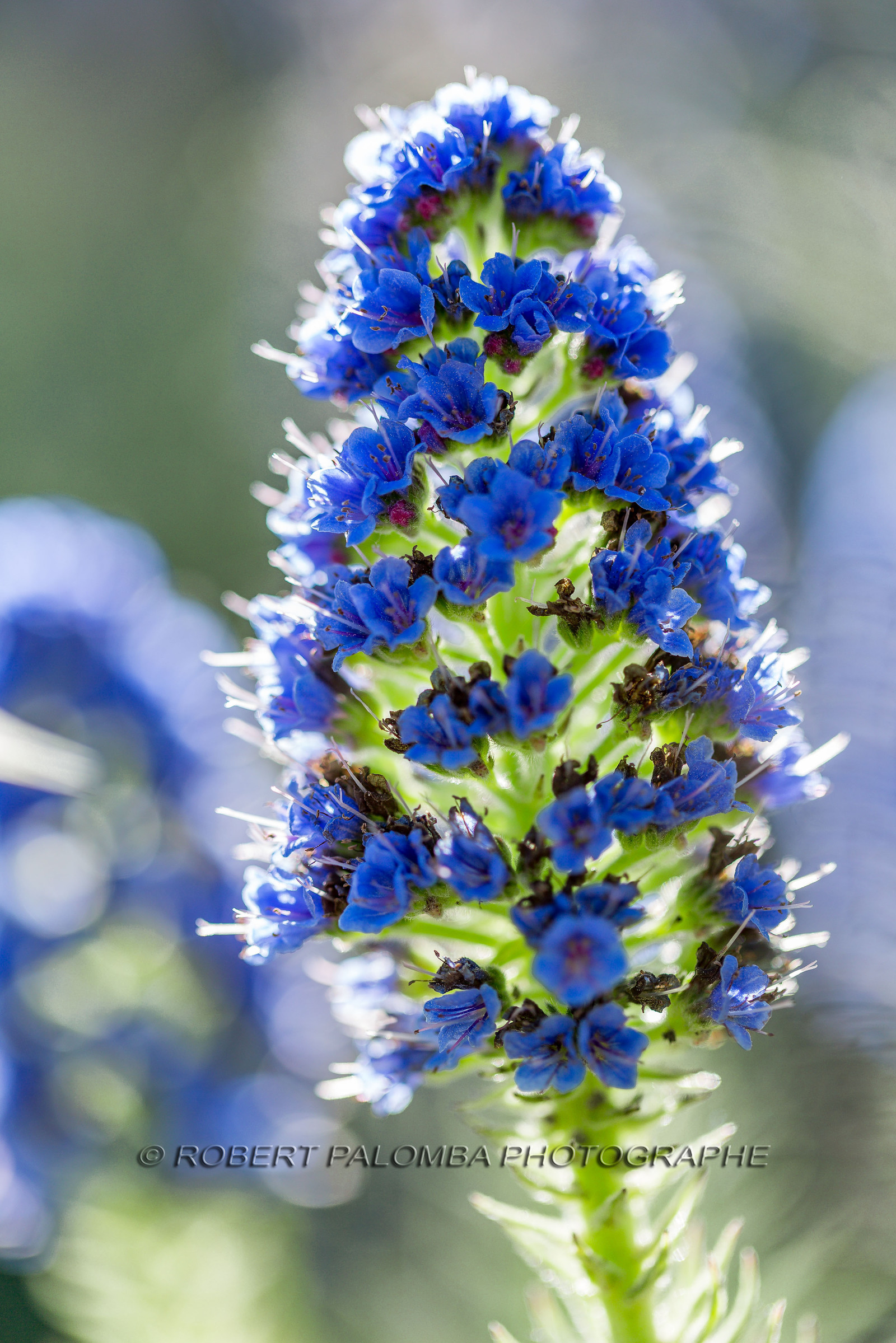 Flore Méditerranéenne