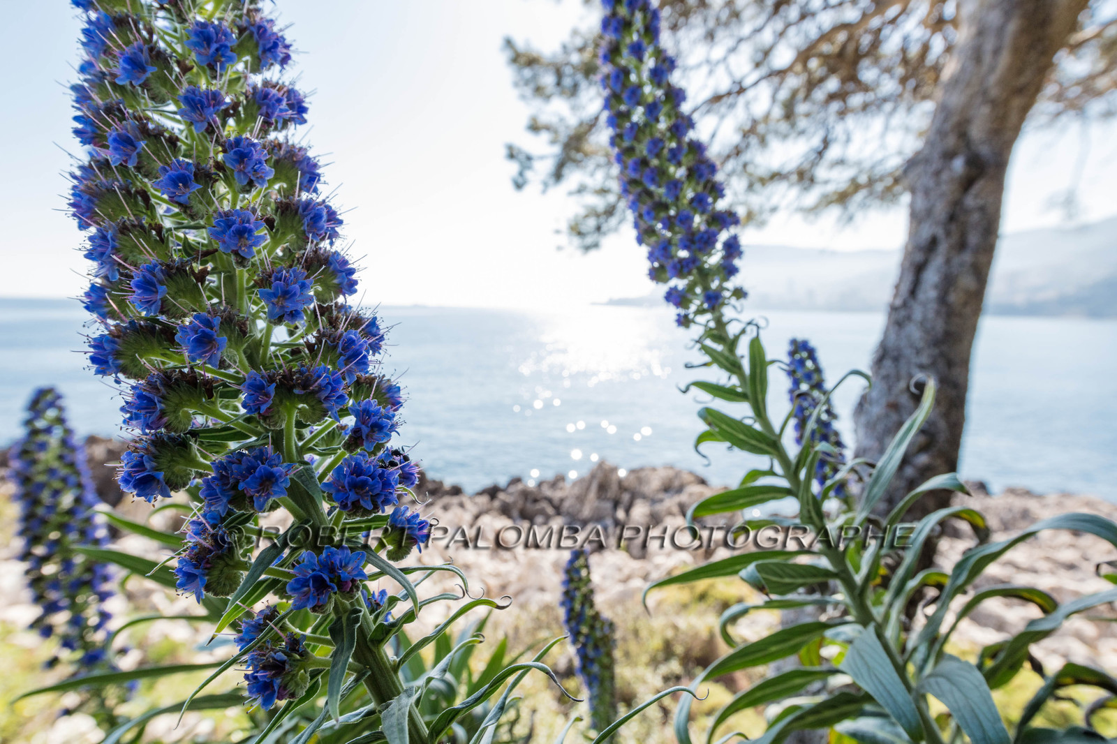 Roquebrune-Cap-Martin