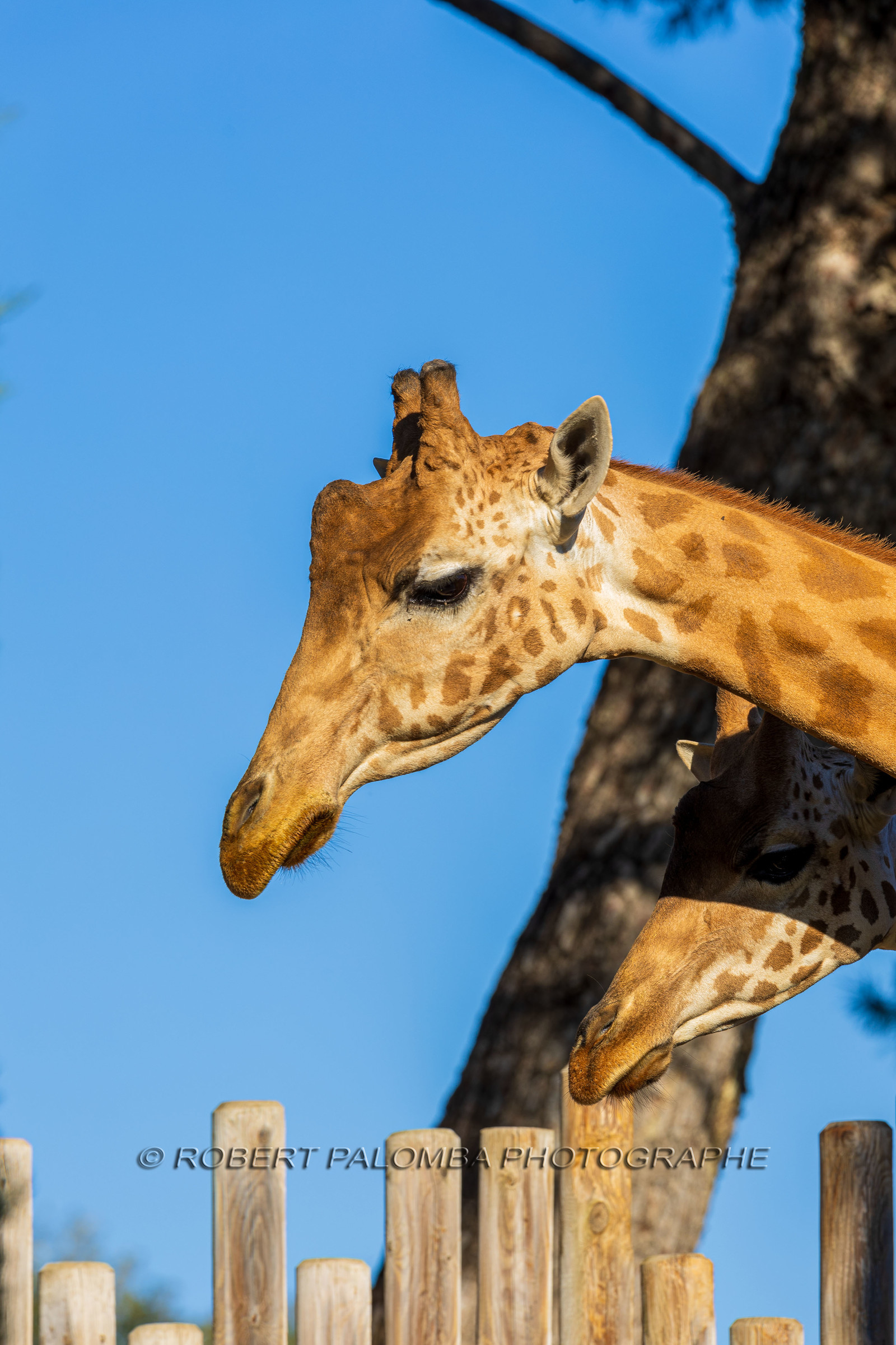 Parc animalier de la Barben