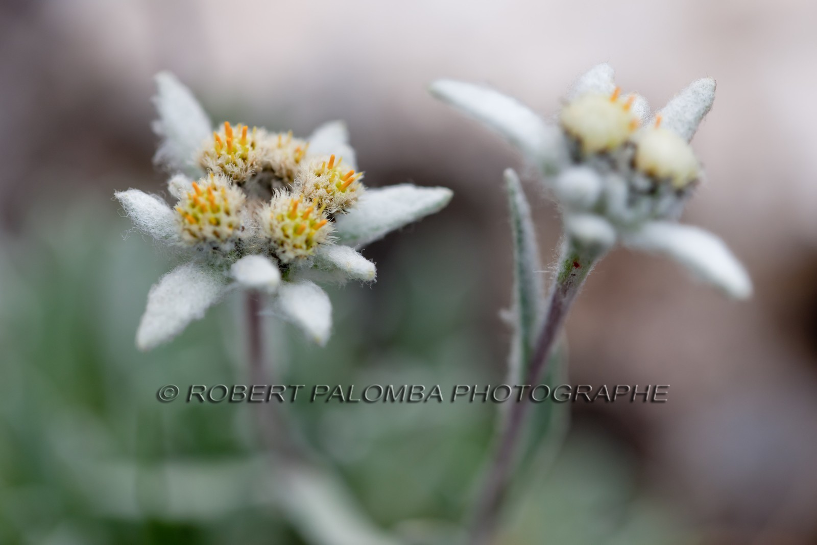 Edelweiss, Leontopodium Alpinus