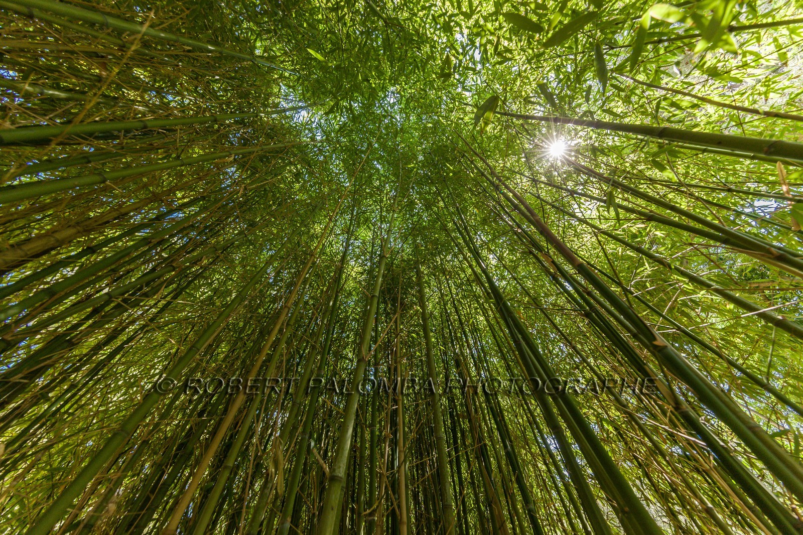 Flore Méditerranéenne