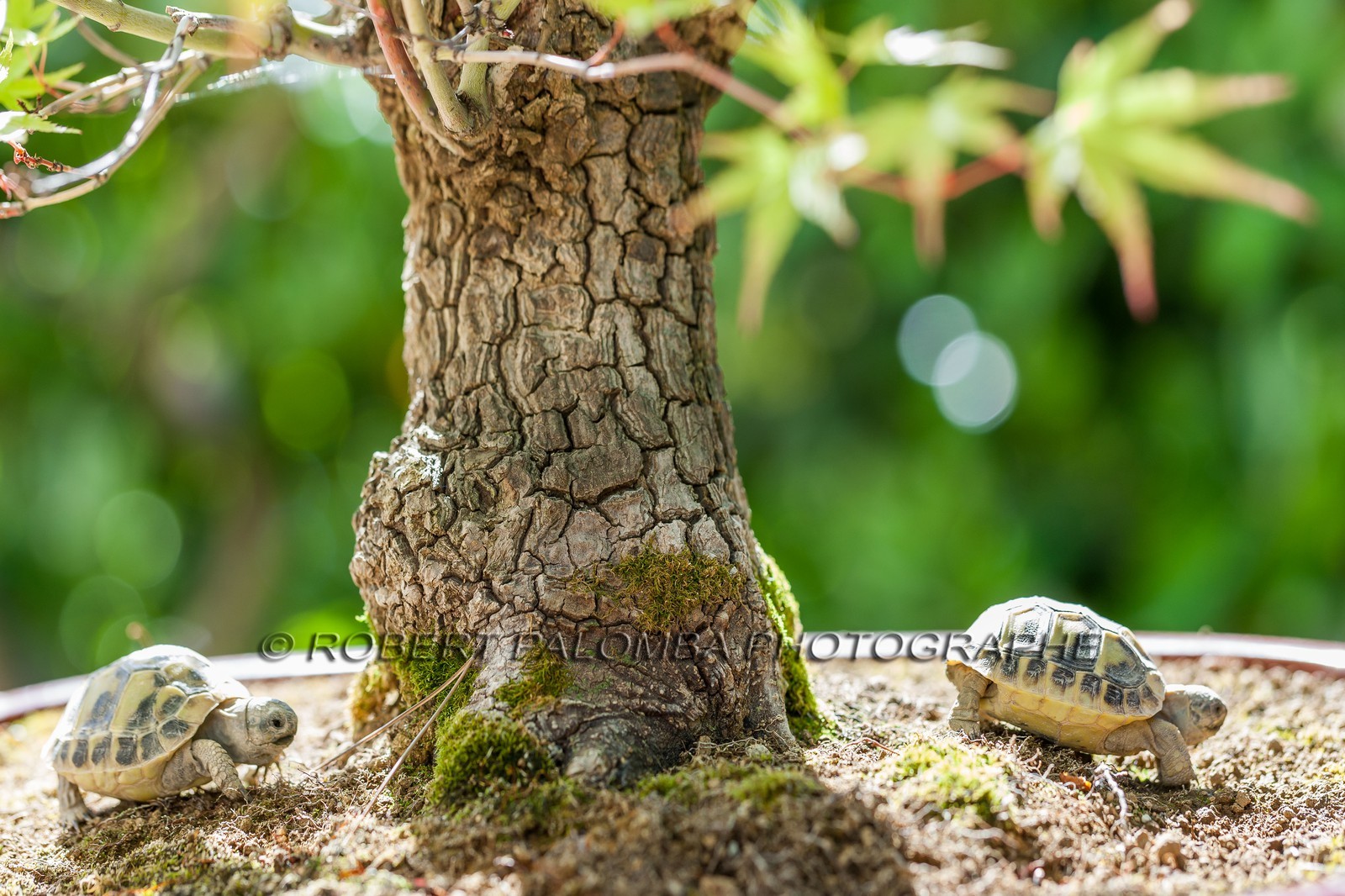 Tortue d'Hermann,Testudo hermanni