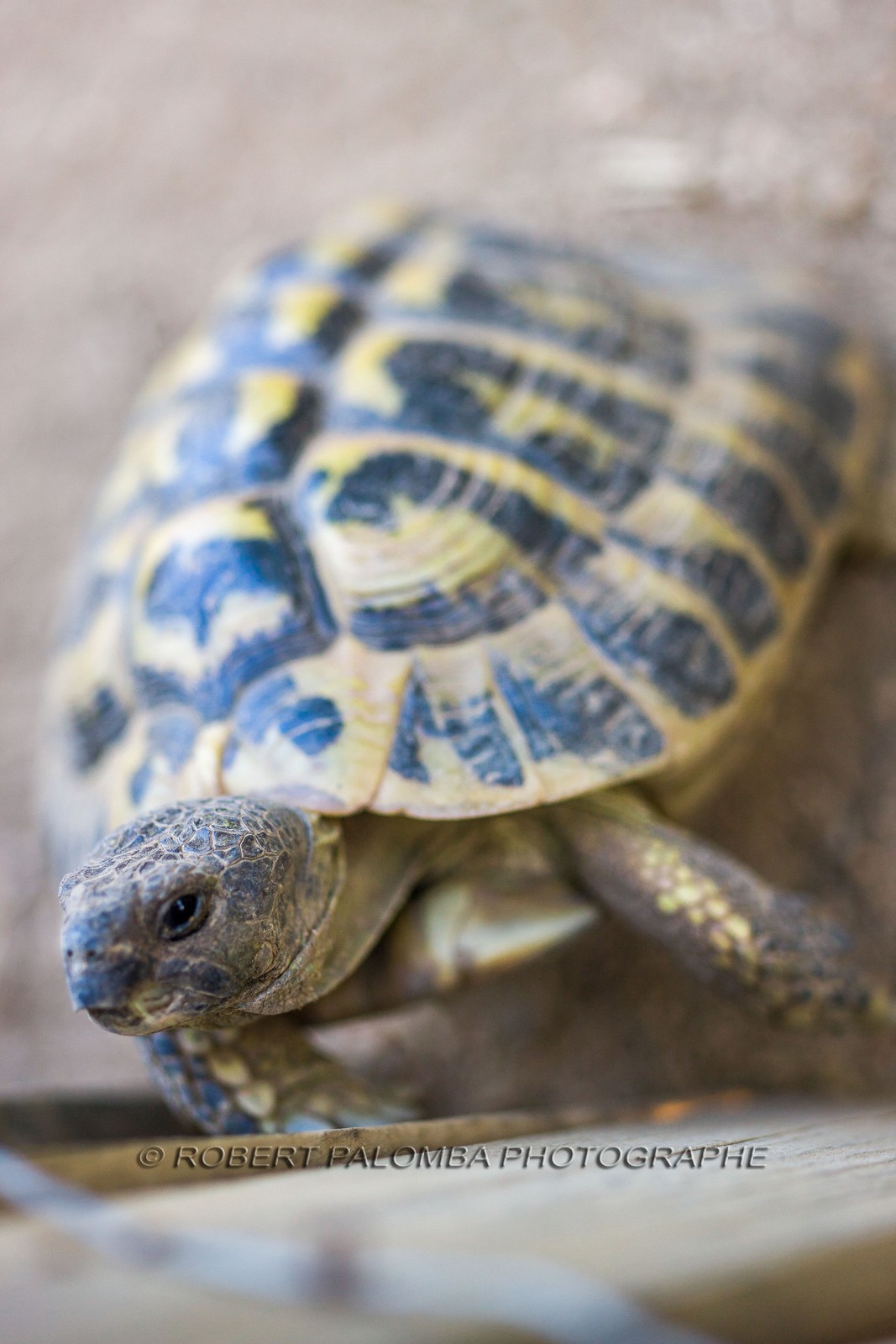 Tortue d'Hermann, Testudo hermanni
