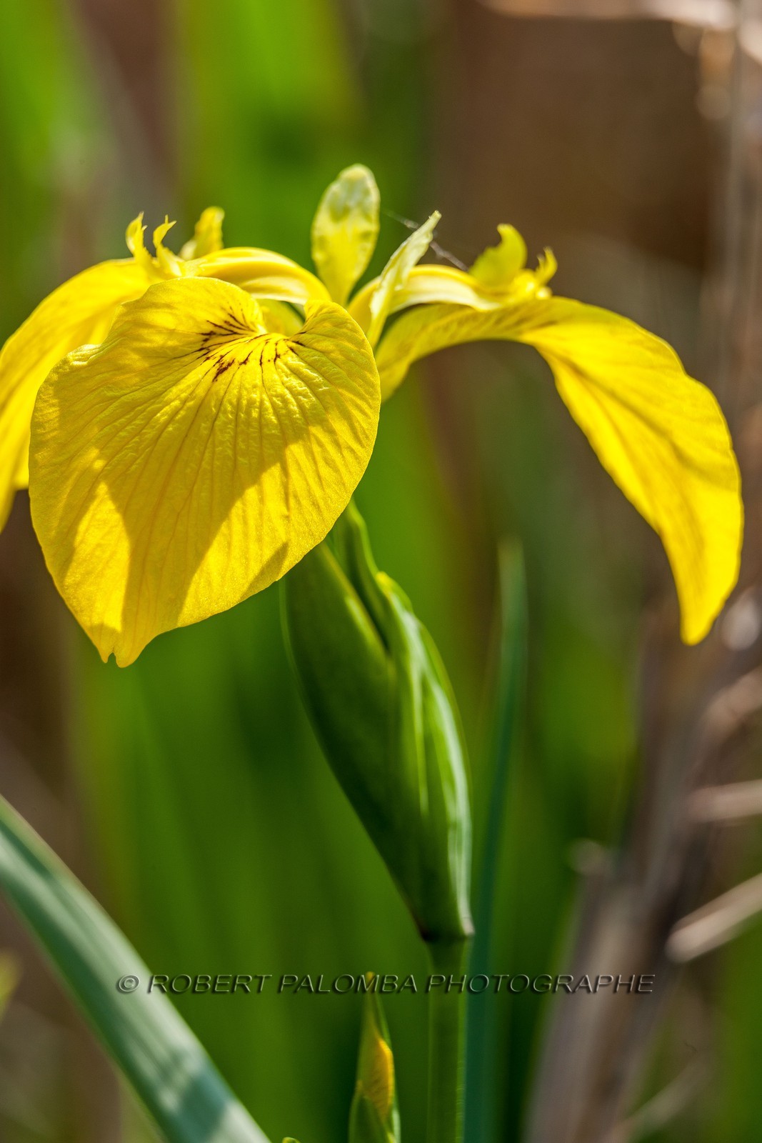 Iris Jaune, Iris pseudacorus