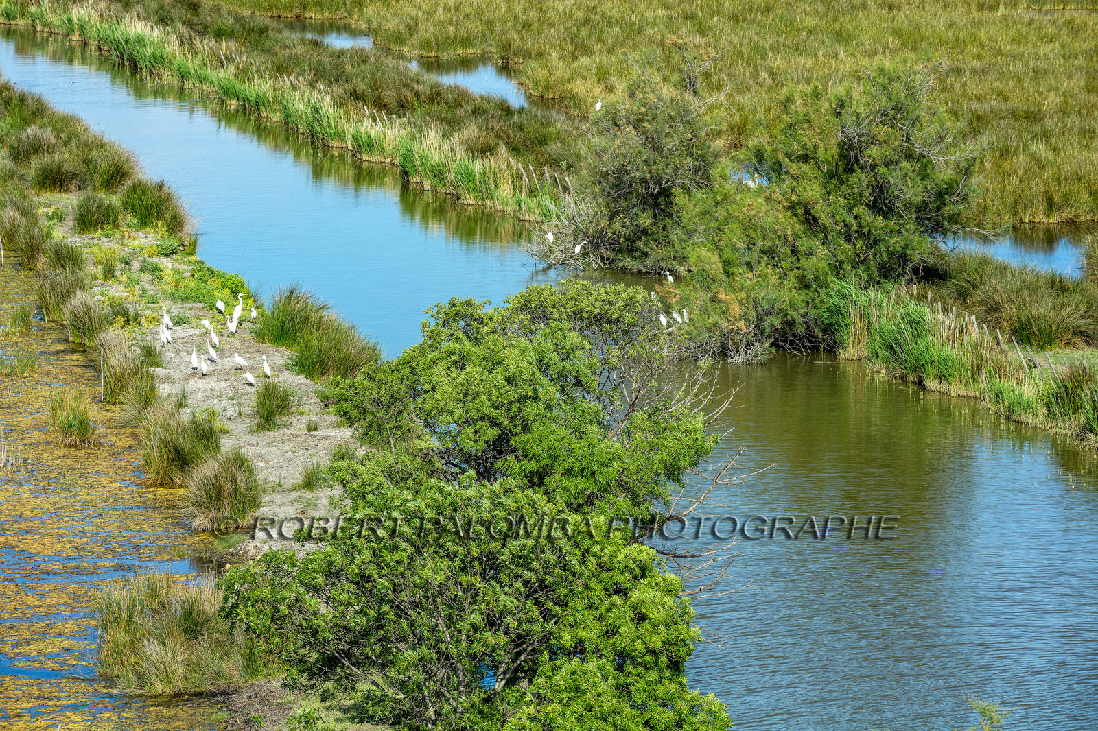Camargue